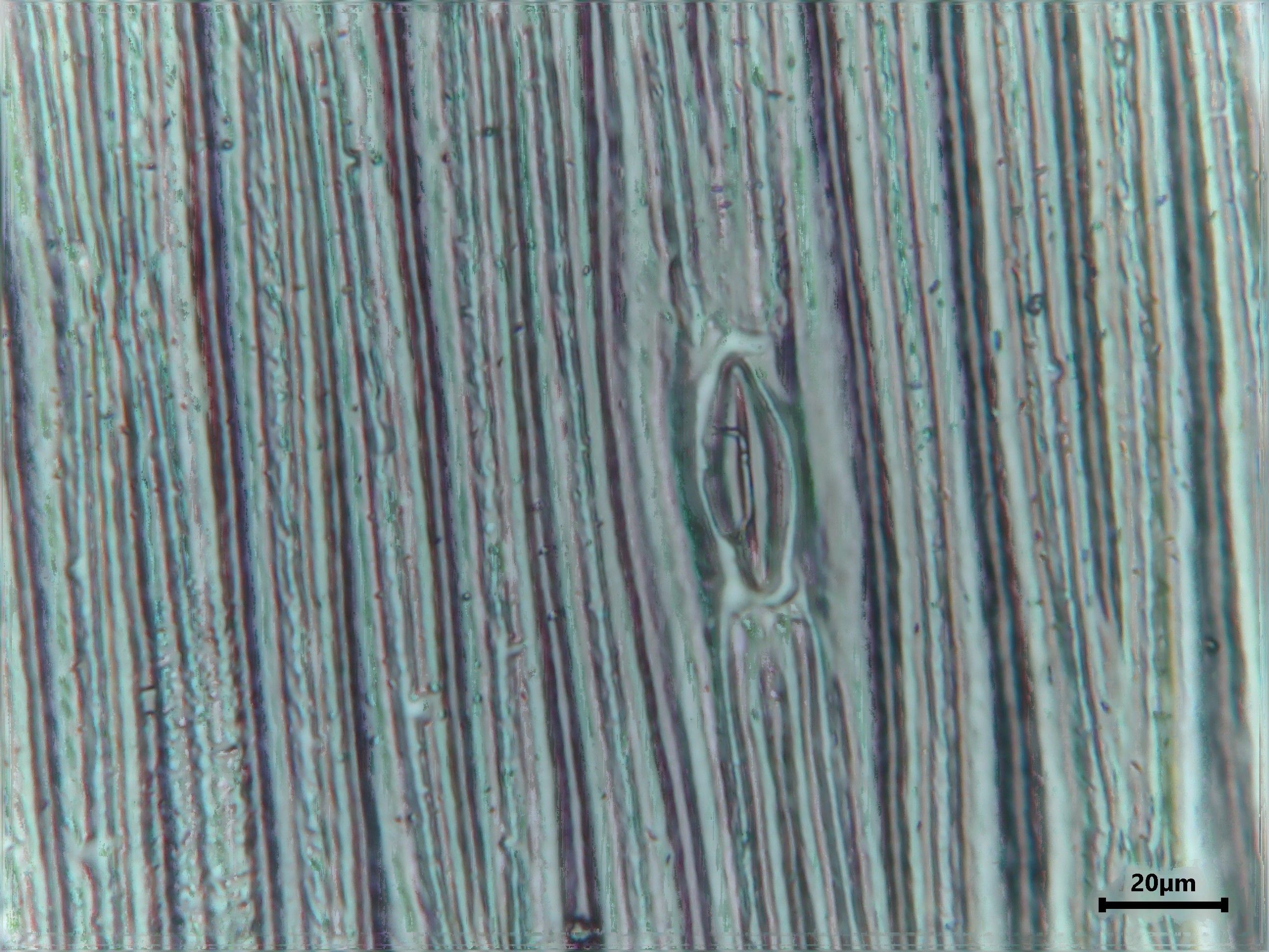 Snowdrop leaf identification view