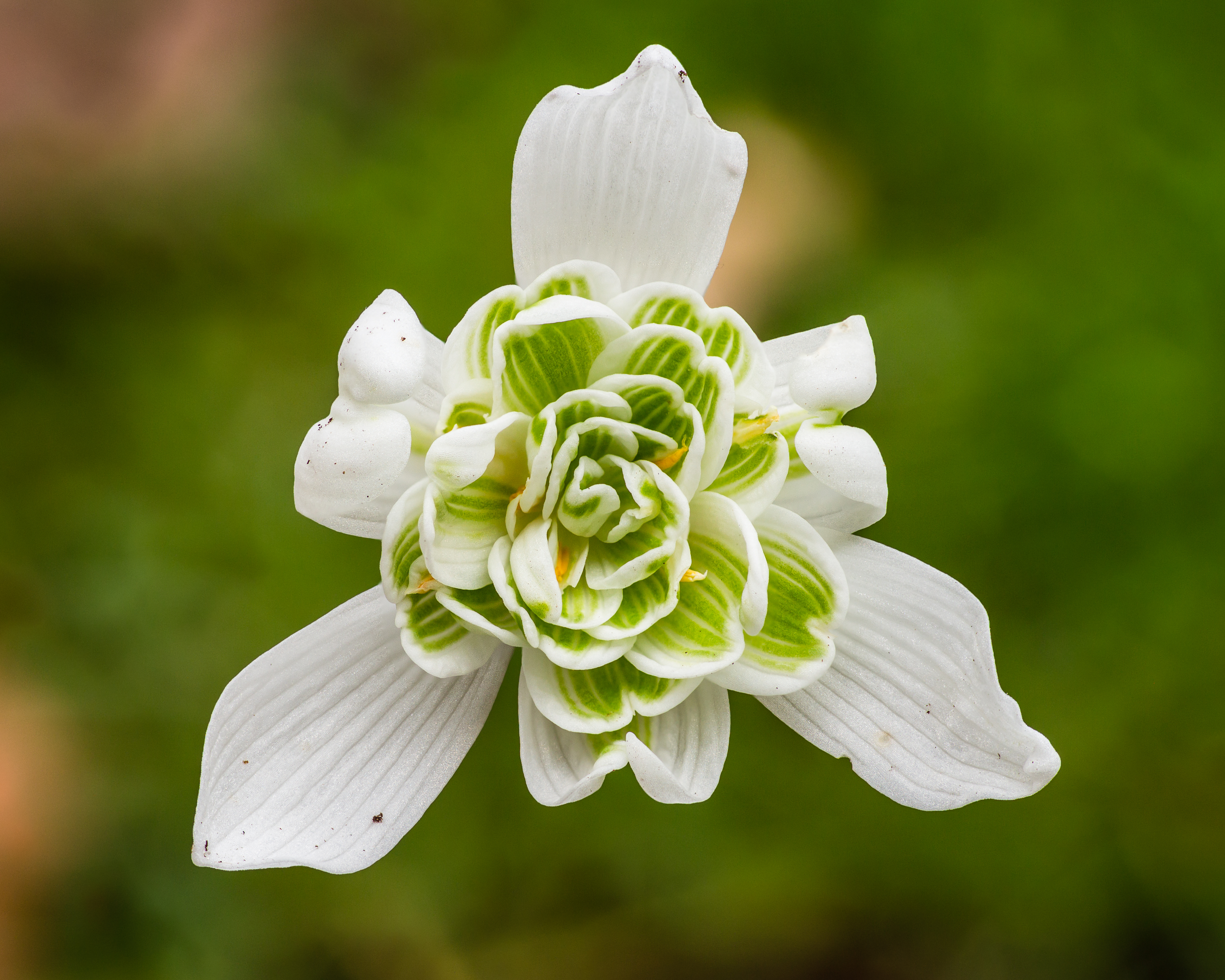 Snowdrop plant identification view