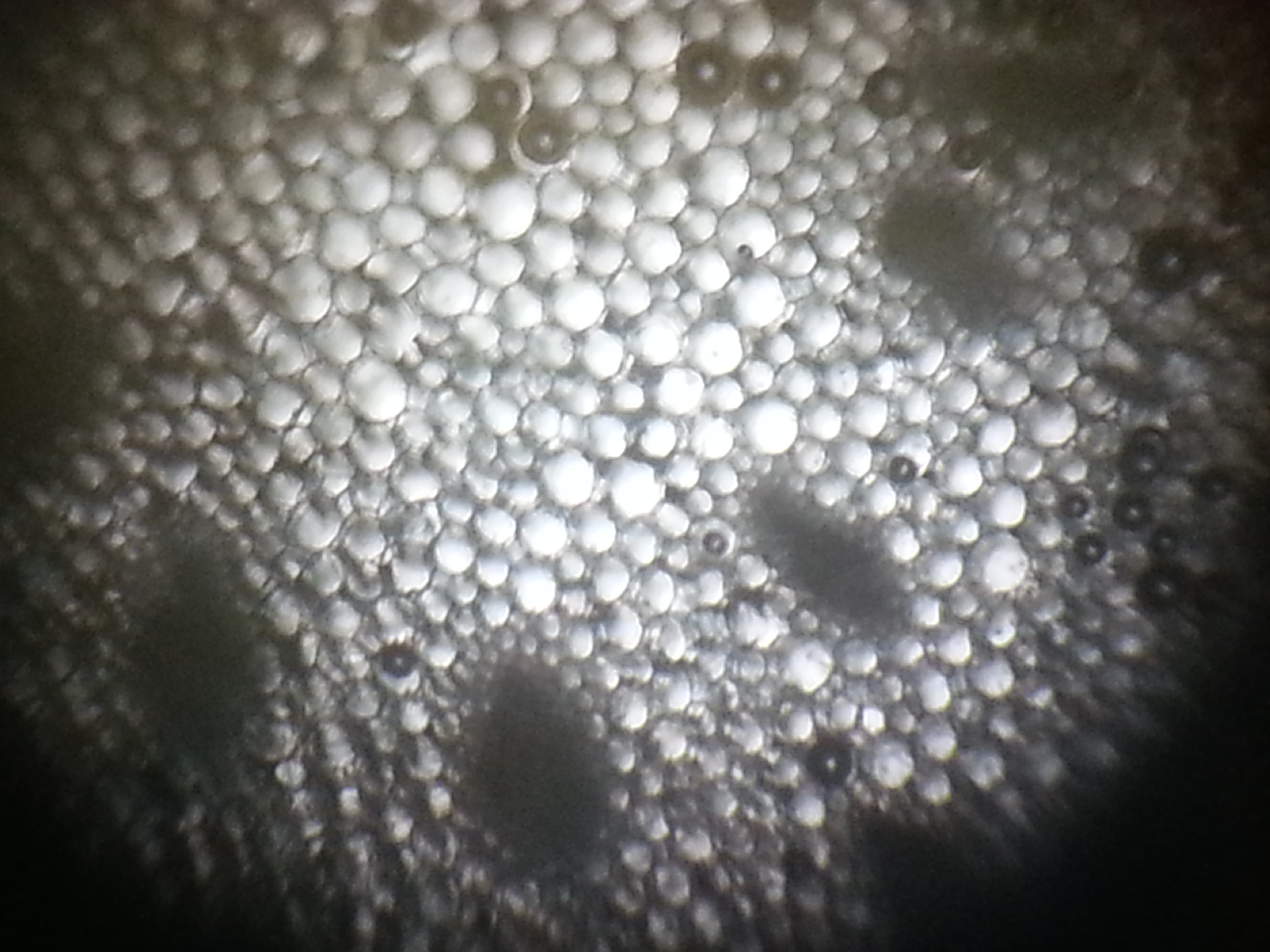 Snowdrop stem identification view