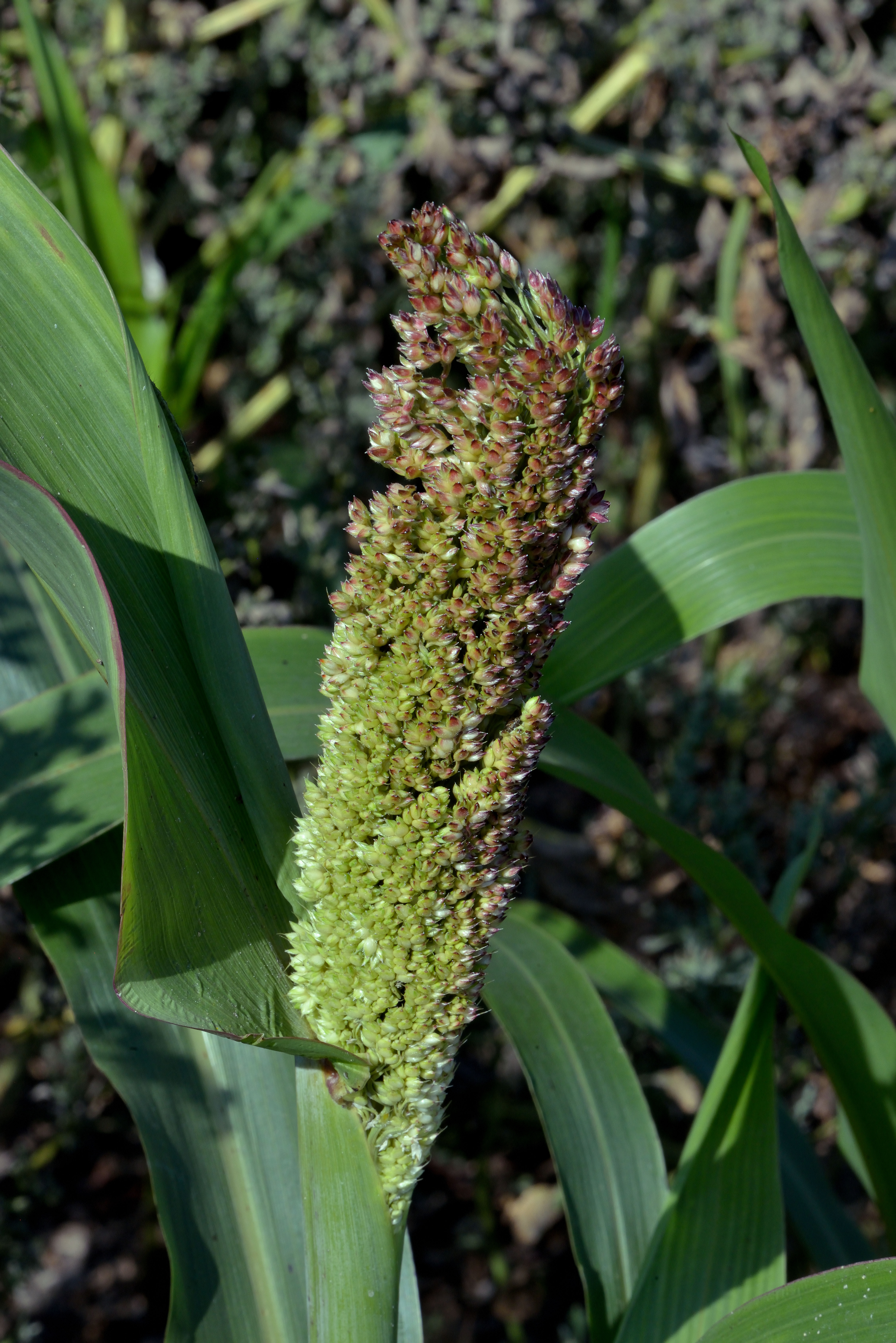 Sorghum Cane flower identification view
