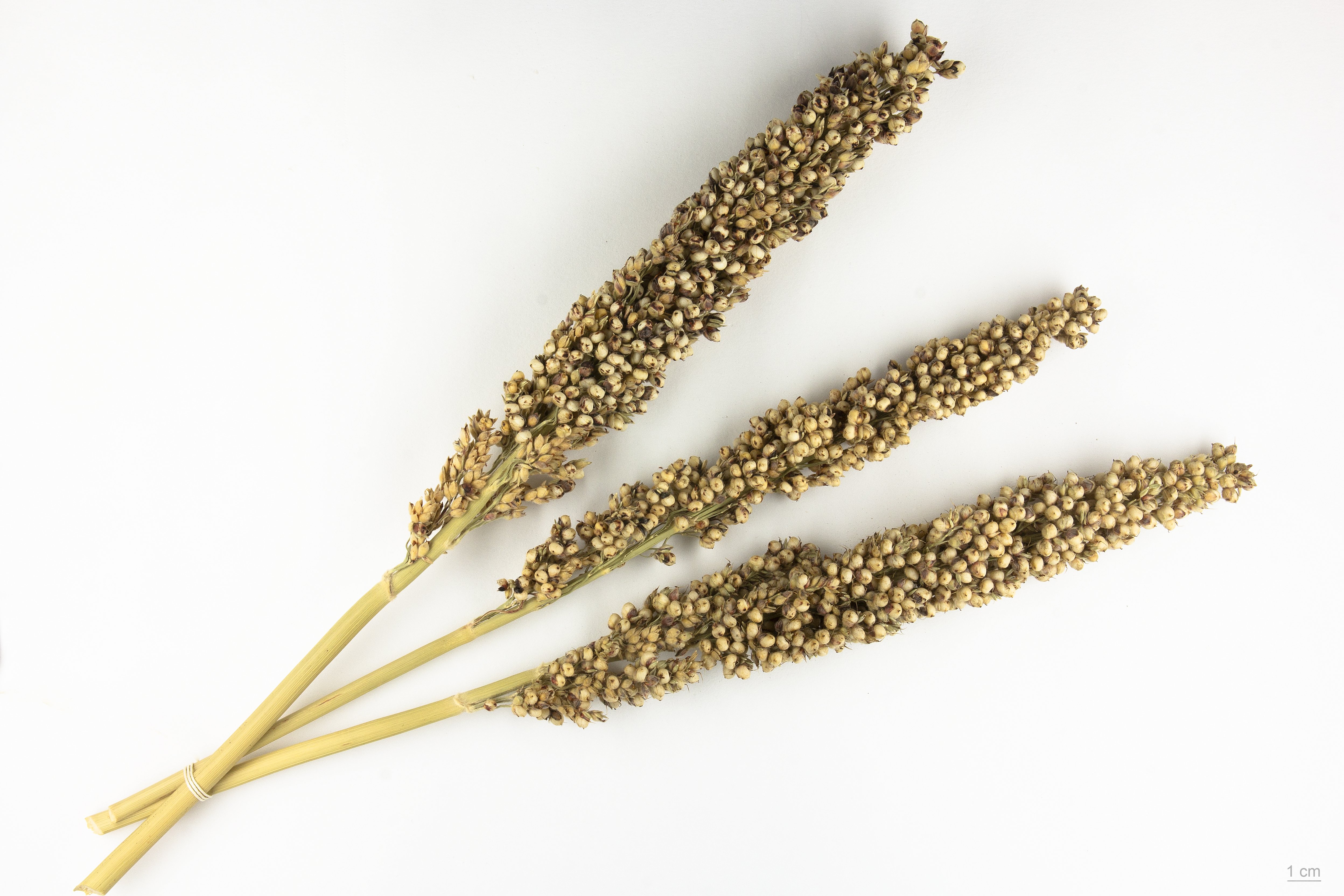 Sorghum Cane fruit identification view