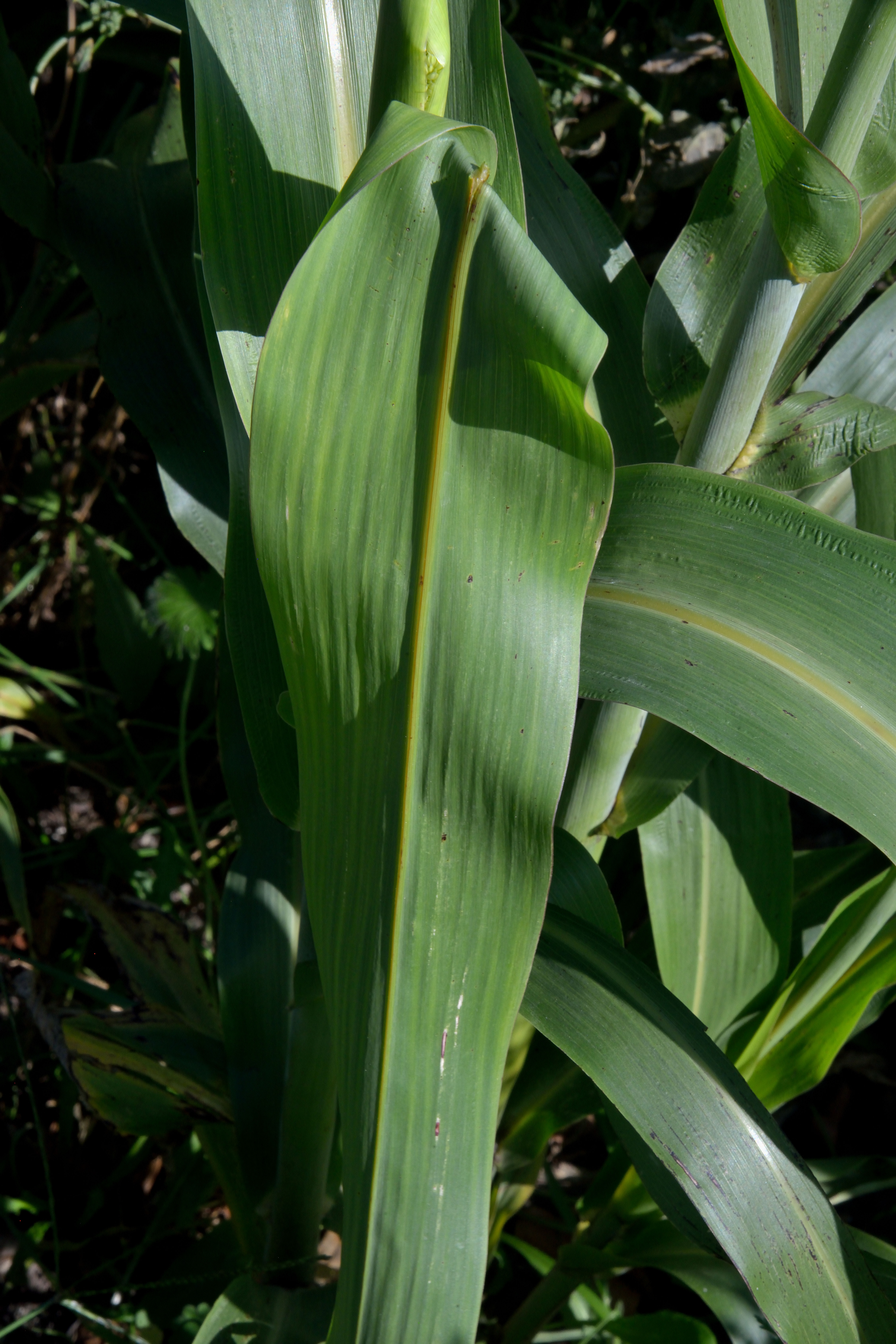 Sorghum Cane leaf identification view