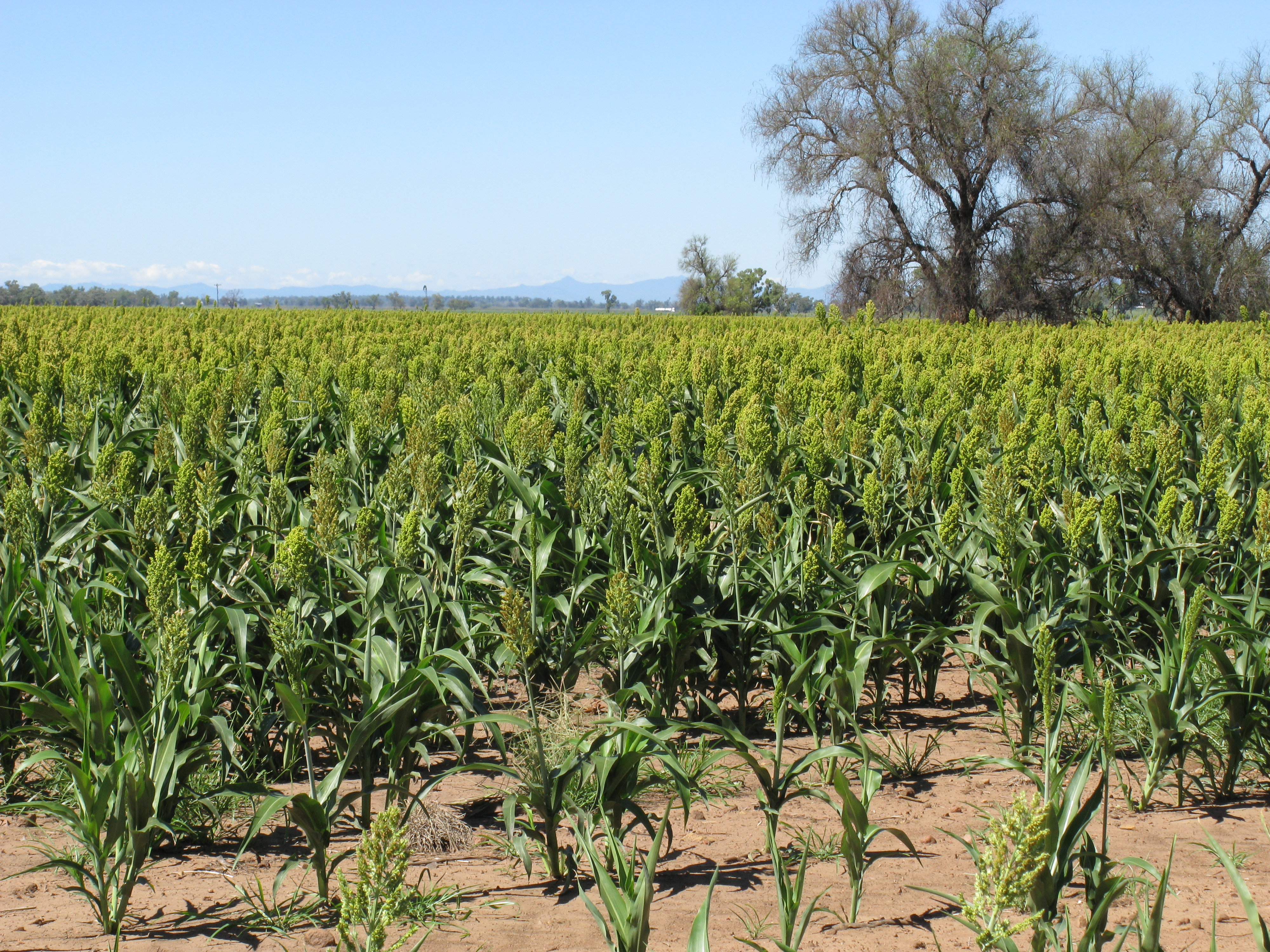 Sorghum Cane stem identification view