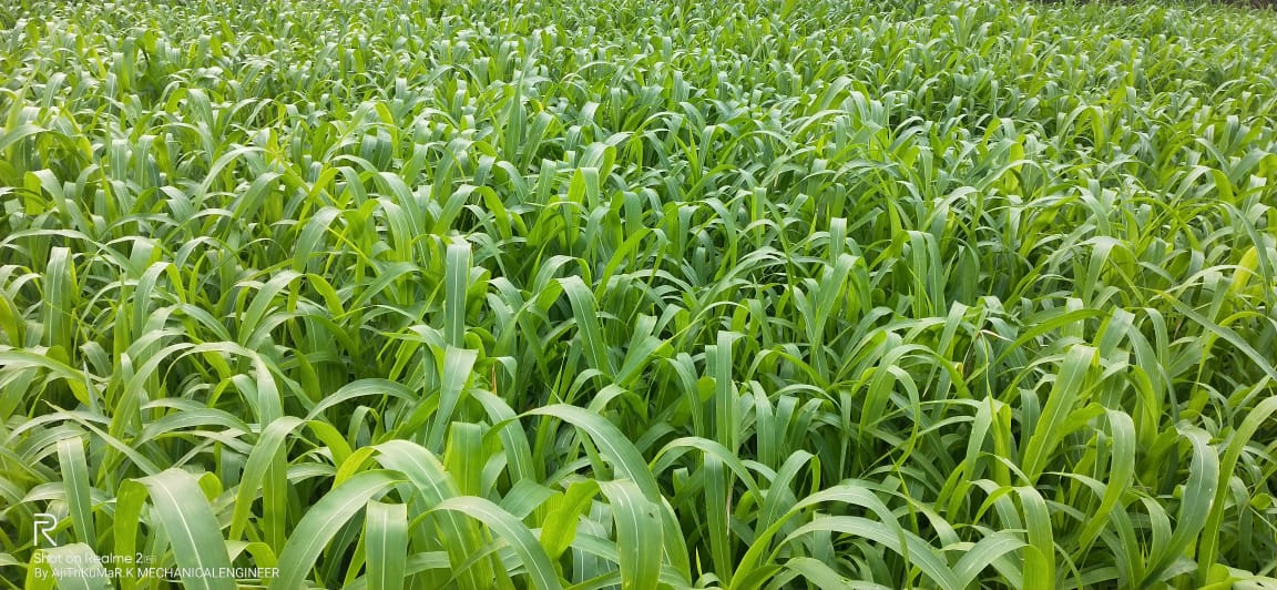 Sorghum-Sudangrass flower identification view