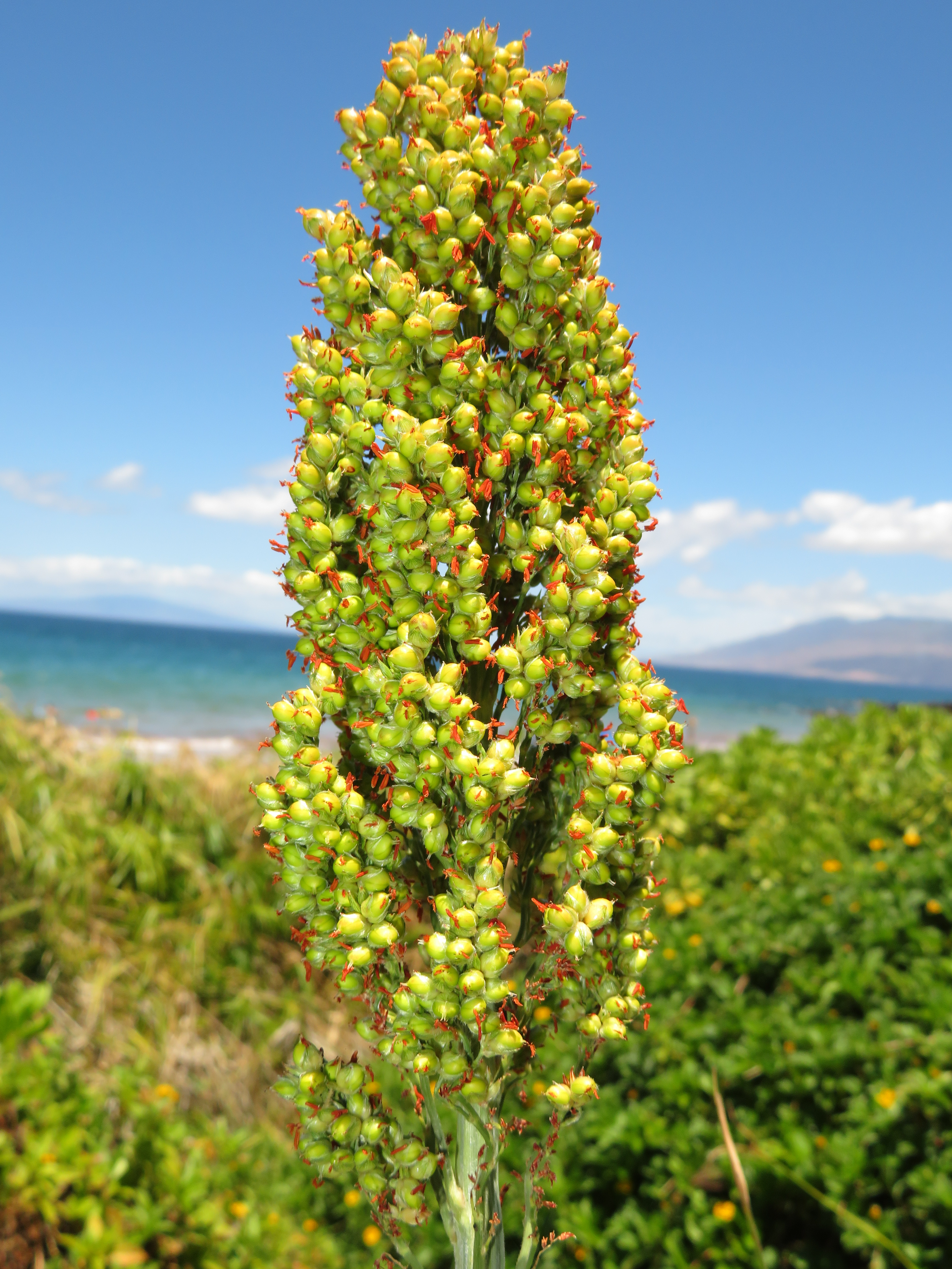 Sorghum-Sudangrass fruit identification view