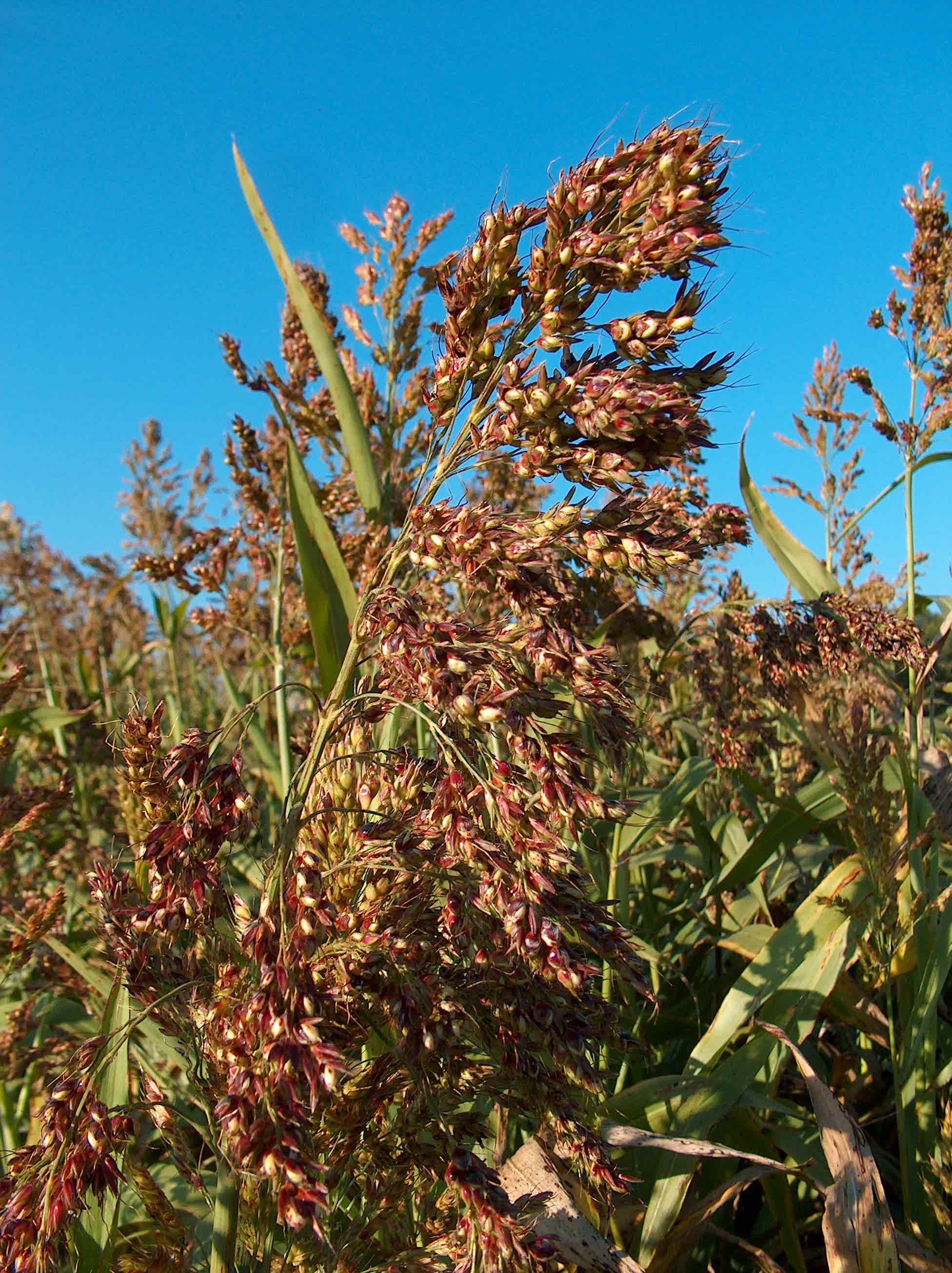 Sorghum-Sudangrass leaf identification view