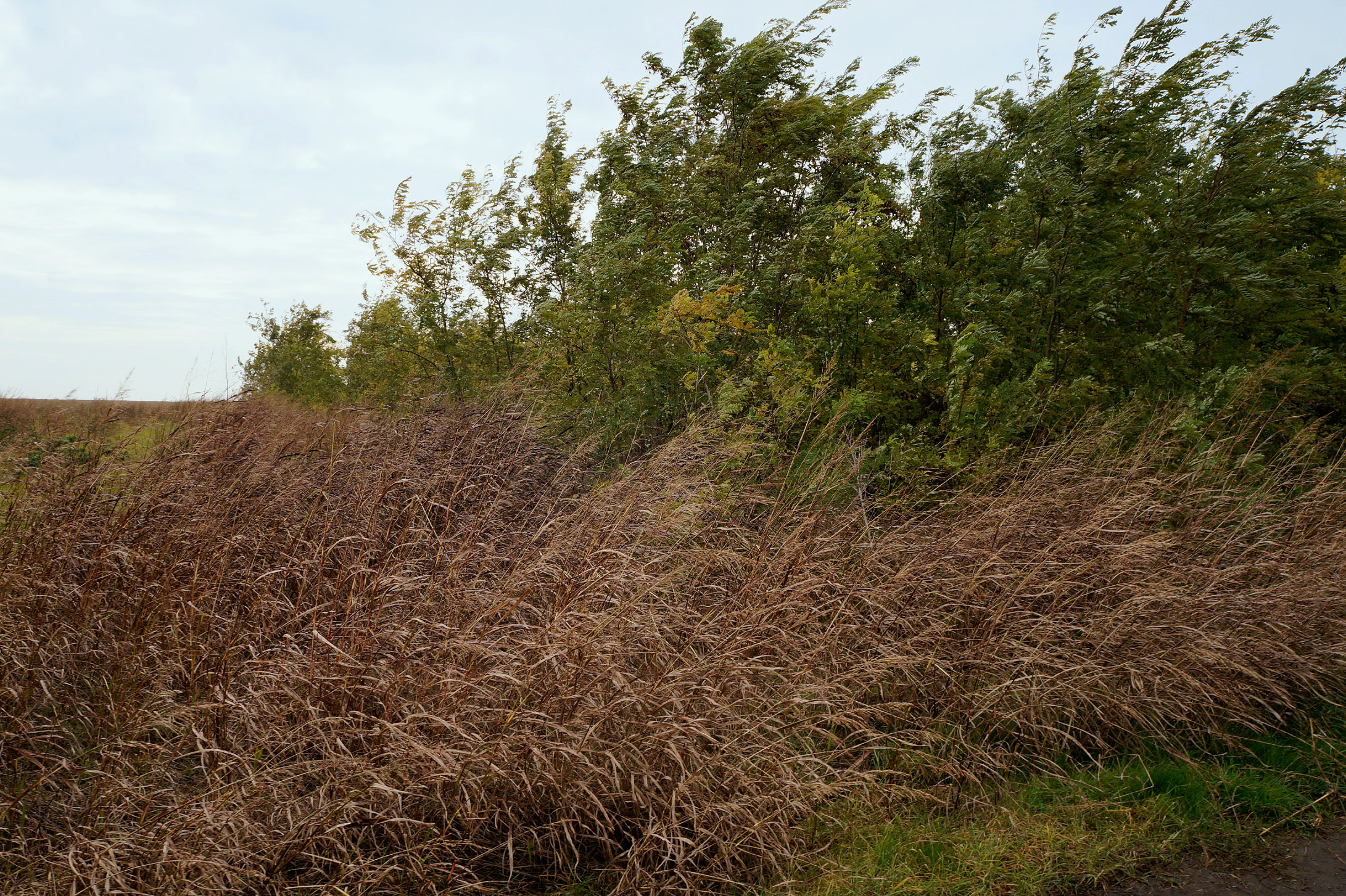 Sorghum-Sudangrass plant identification view