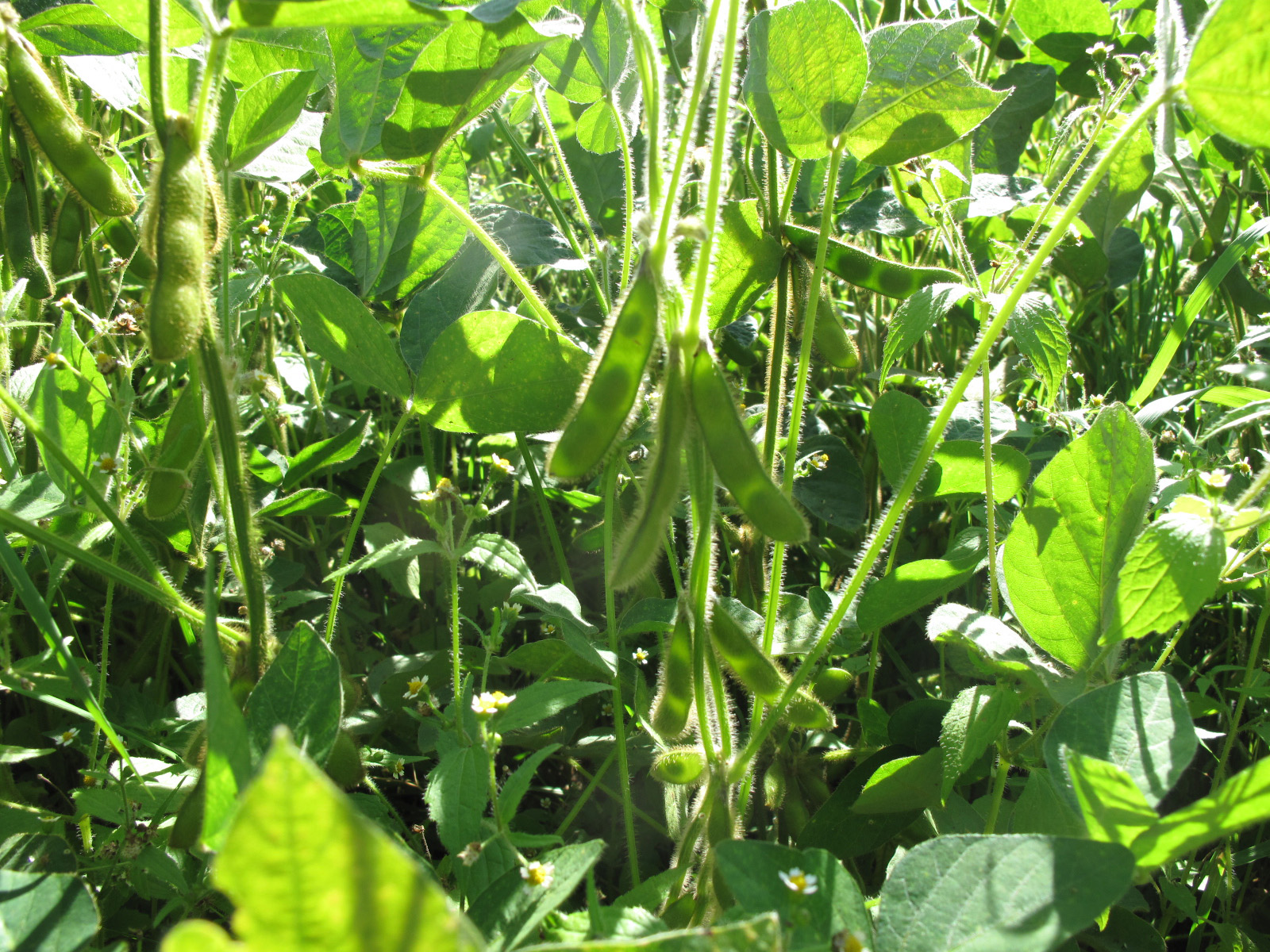 Soybean fruit identification view