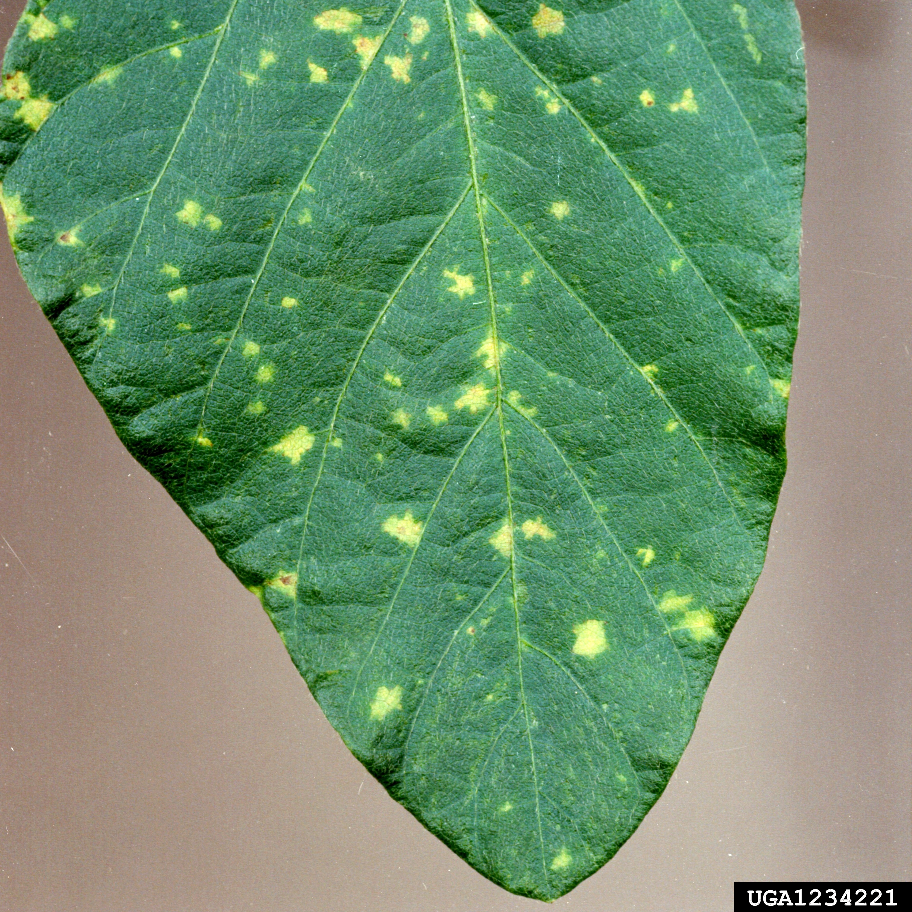 Soybean leaf identification view