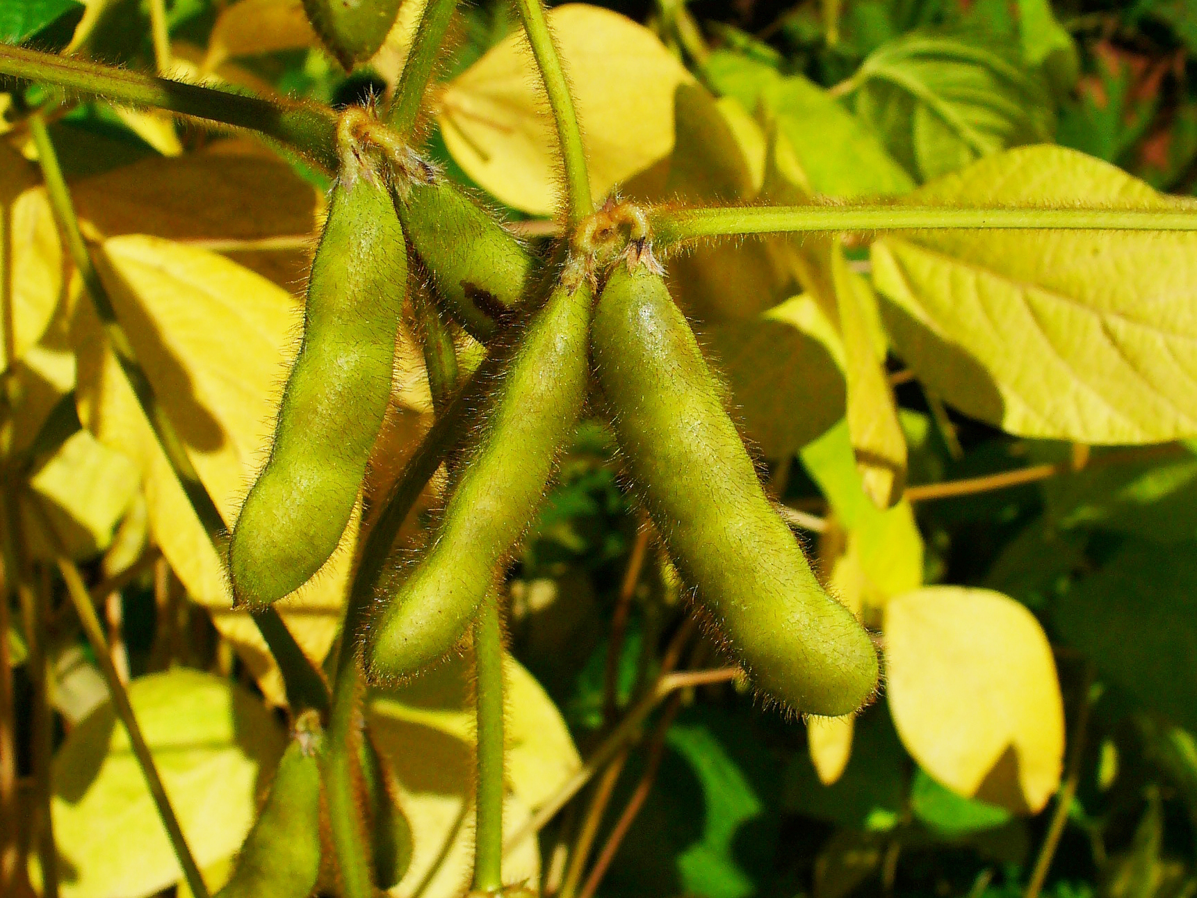 Soybean plant identification view