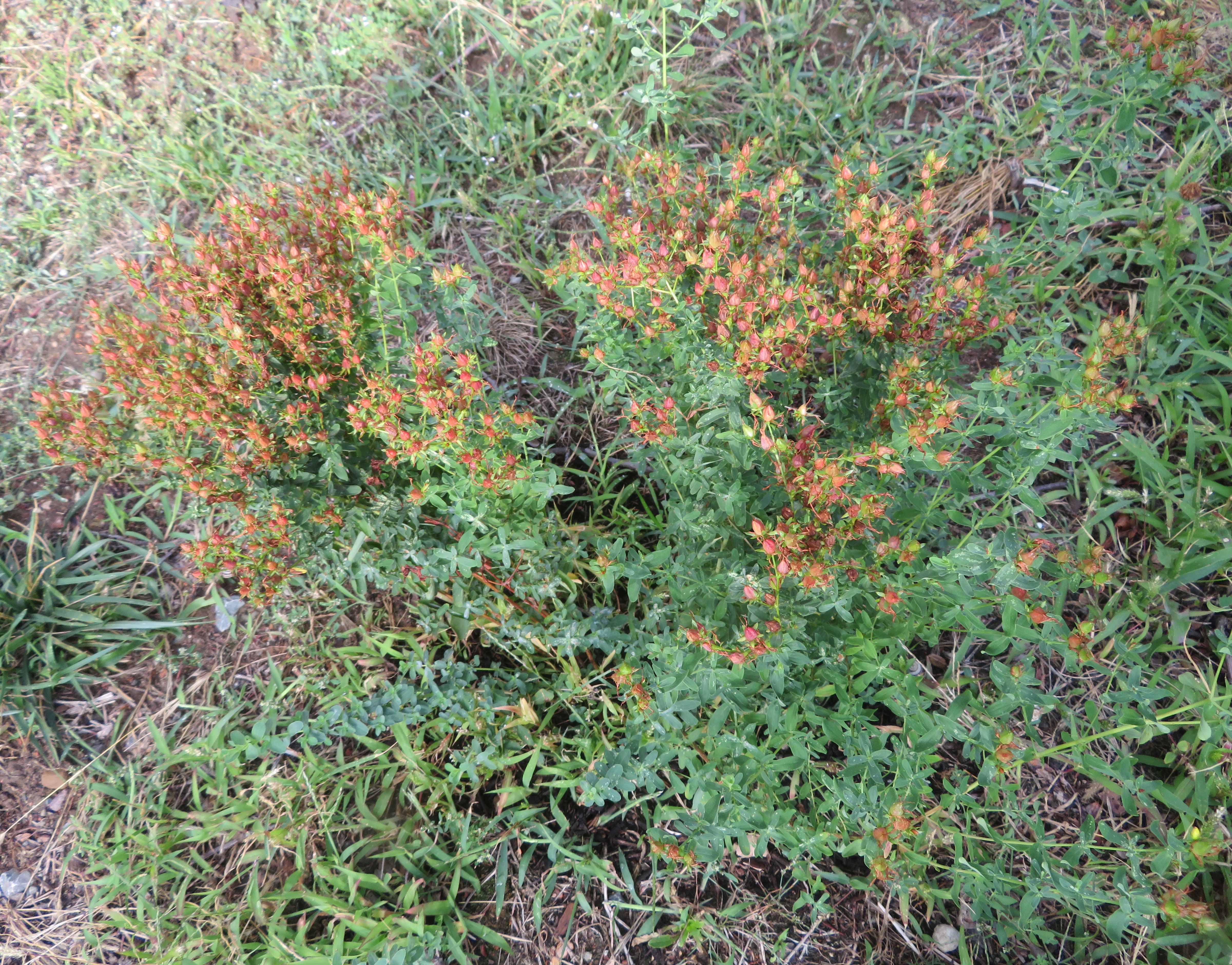 St. John's wort fruit identification view
