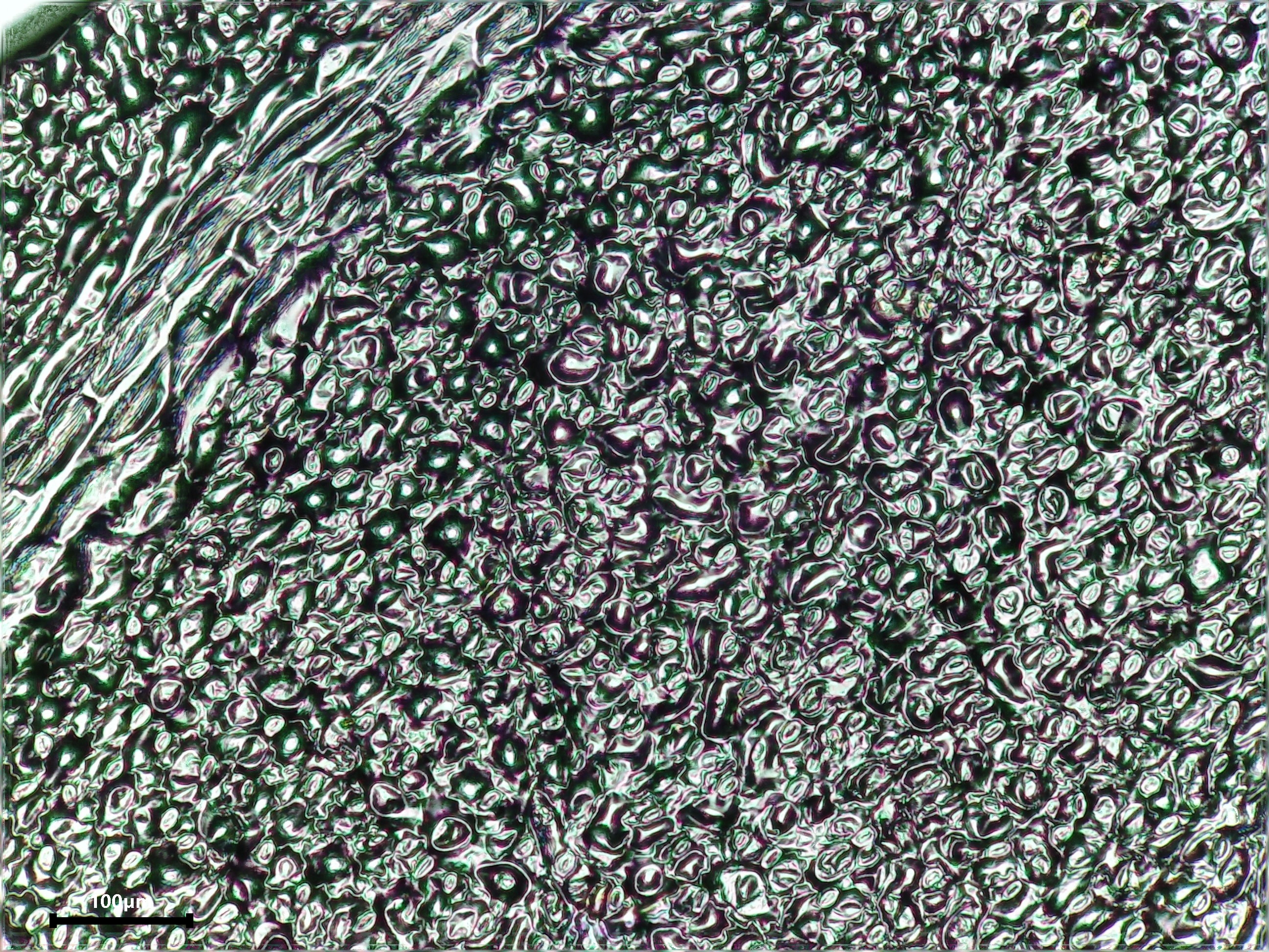 St. John's wort leaf identification view