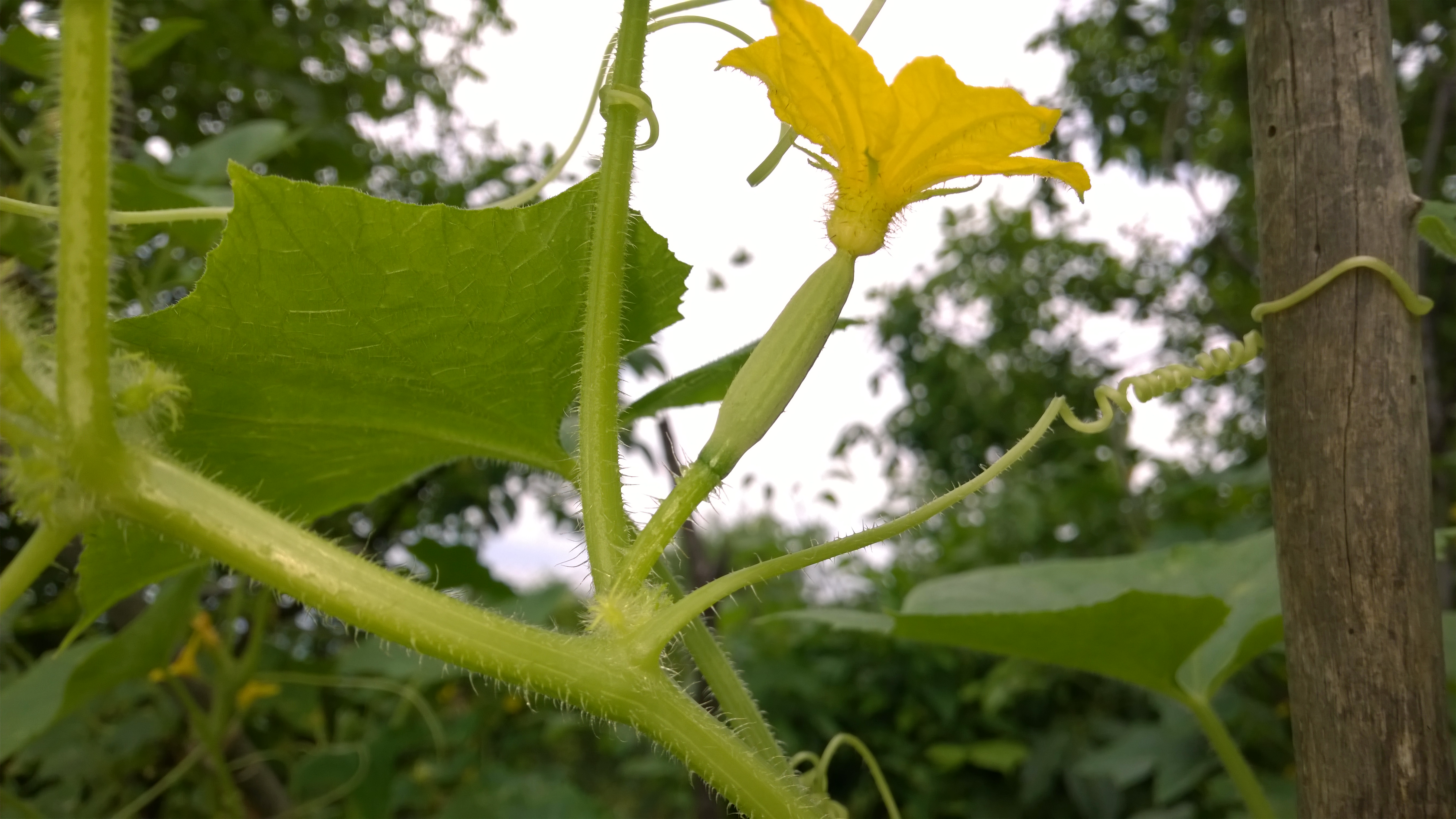 Lemon Cucumber flower identification view