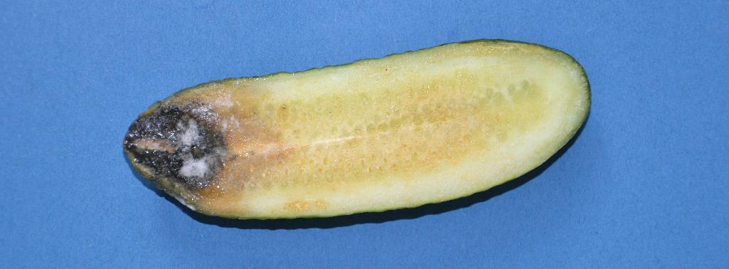 Lemon Cucumber fruit identification view