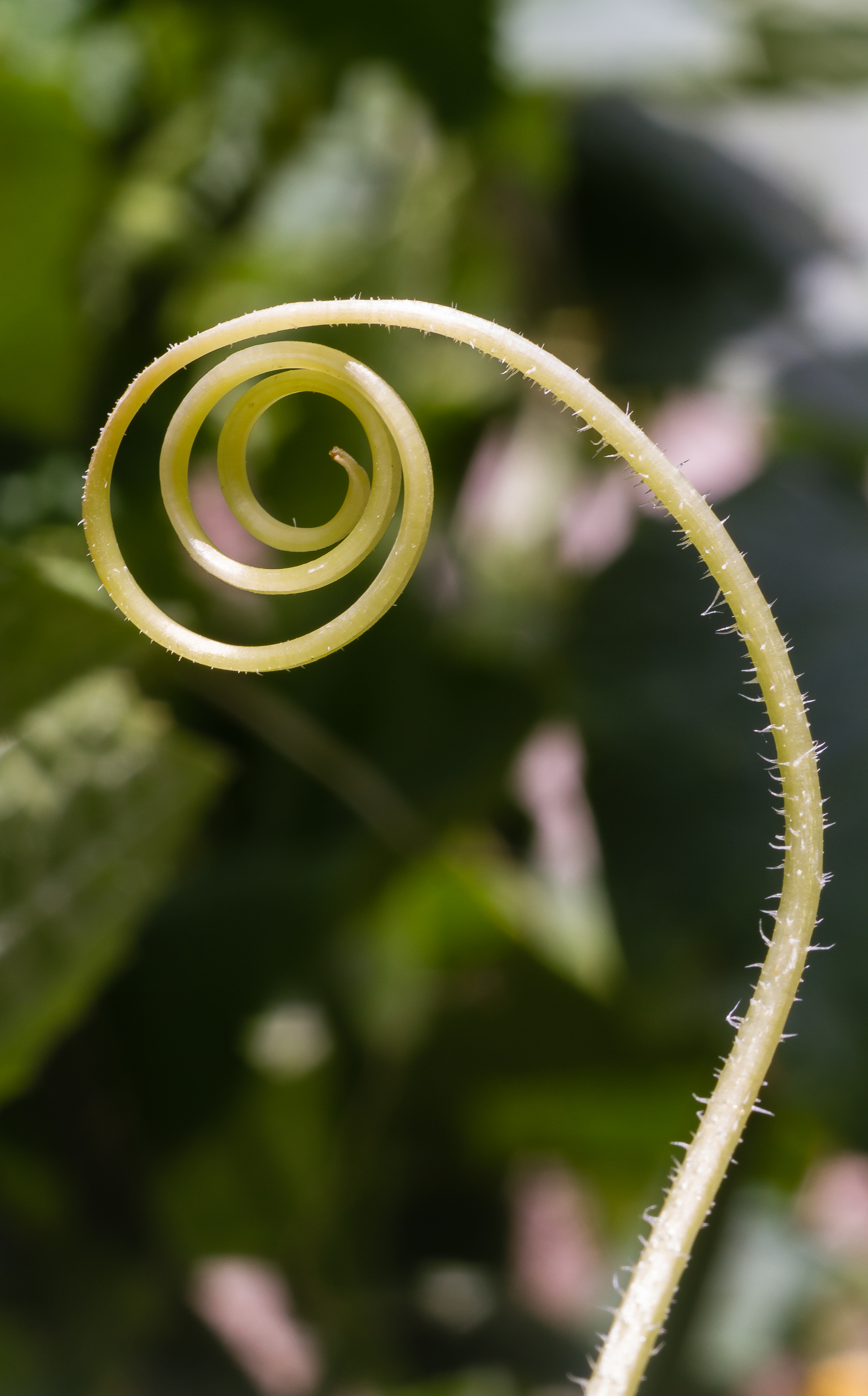 Lemon Cucumber plant identification view