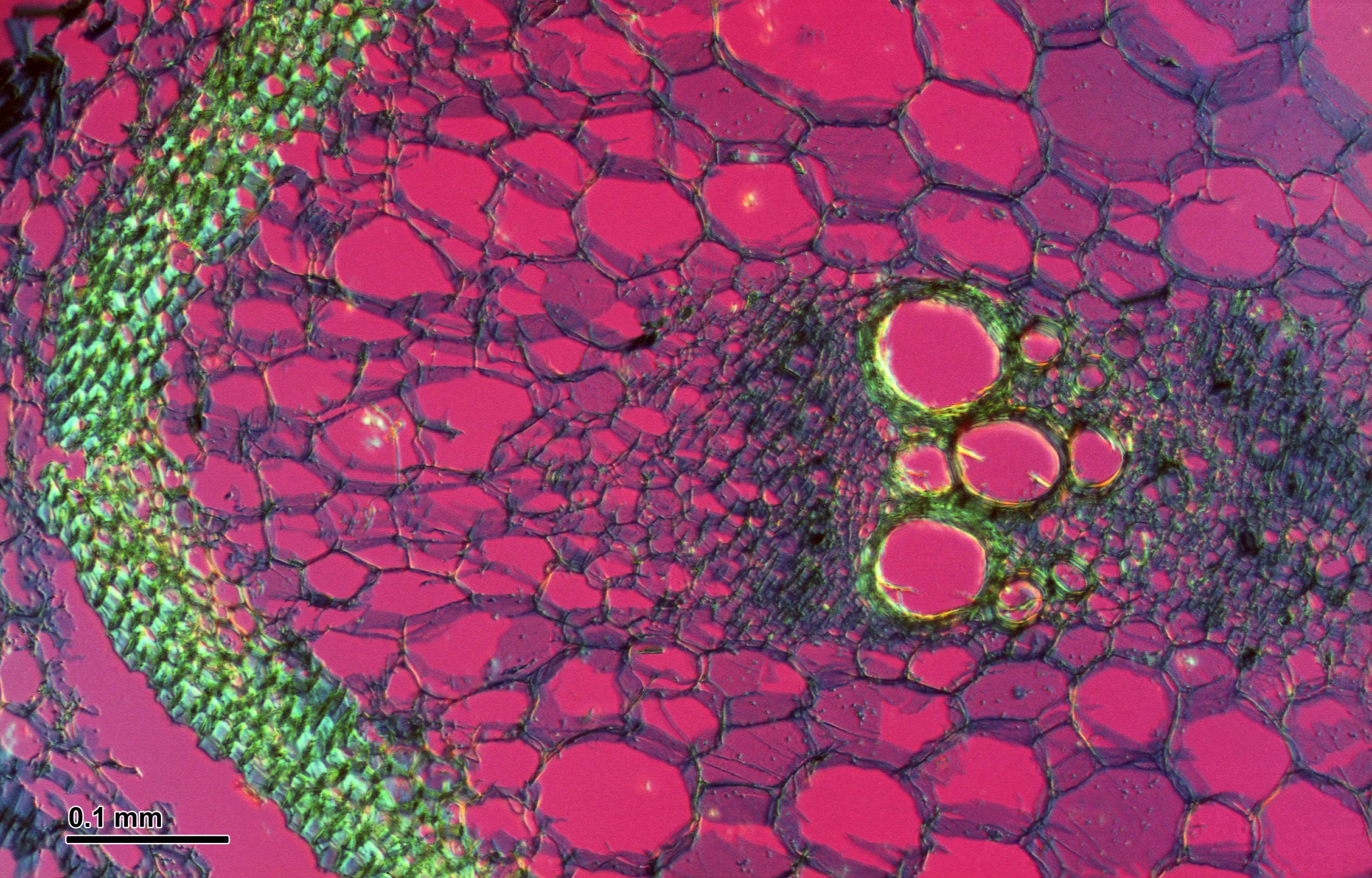 Lemon Cucumber stem identification view