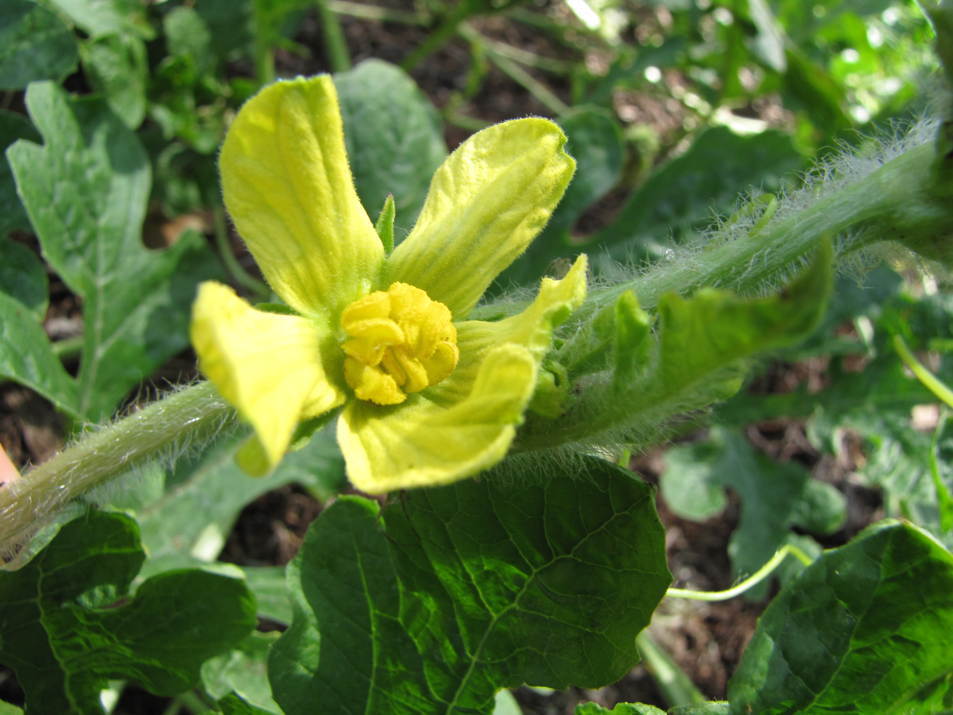 Moon and Stars Watermelon flower identification view