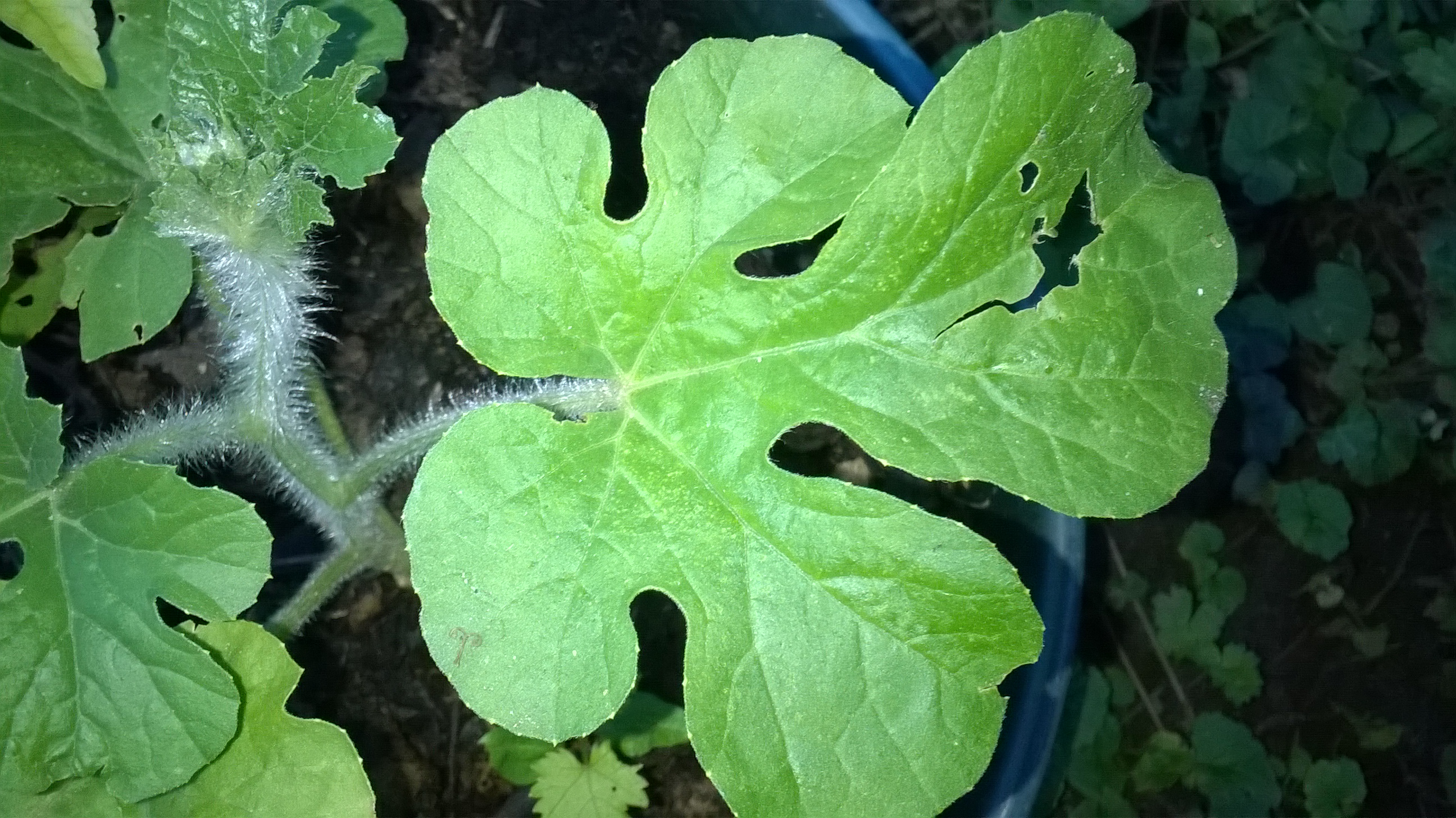 Moon and Stars Watermelon leaf identification view