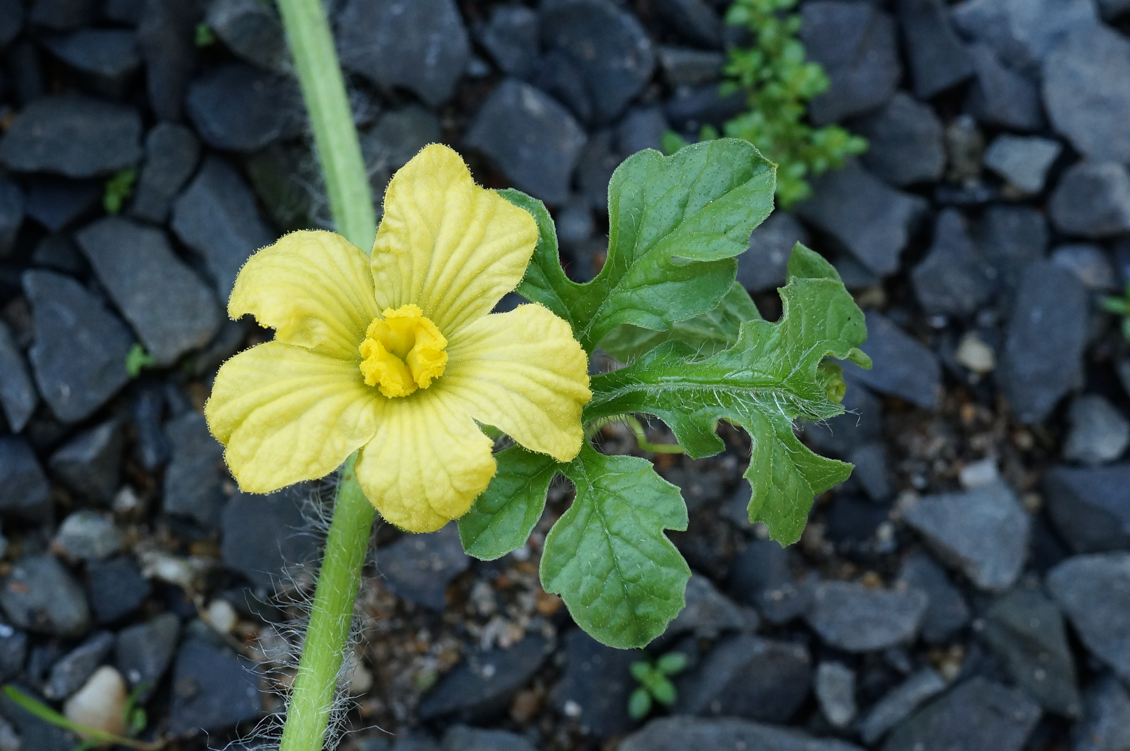 Moon and Stars Watermelon plant identification view