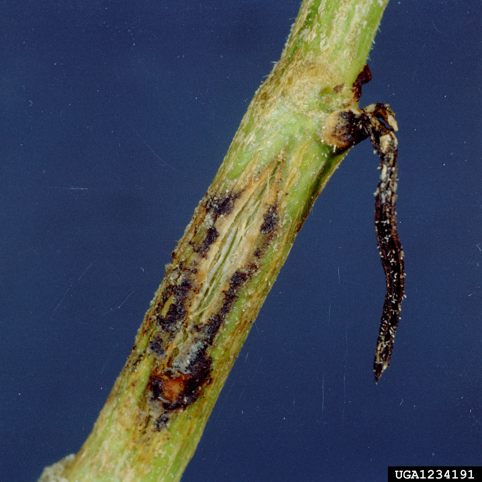 Moon and Stars Watermelon stem identification view
