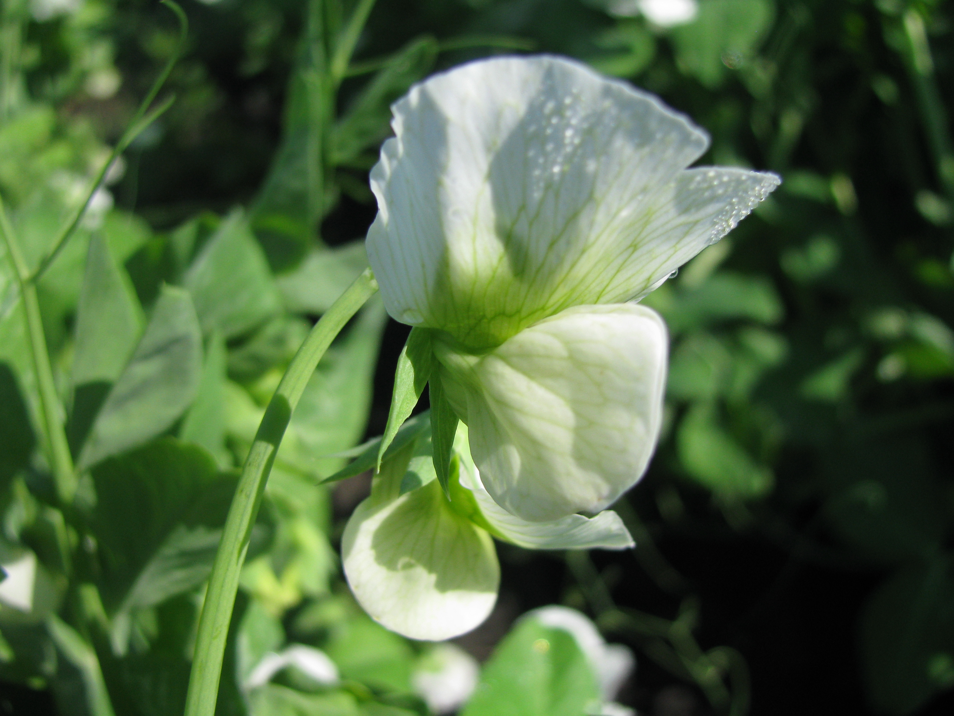 Wando Pea flower identification view