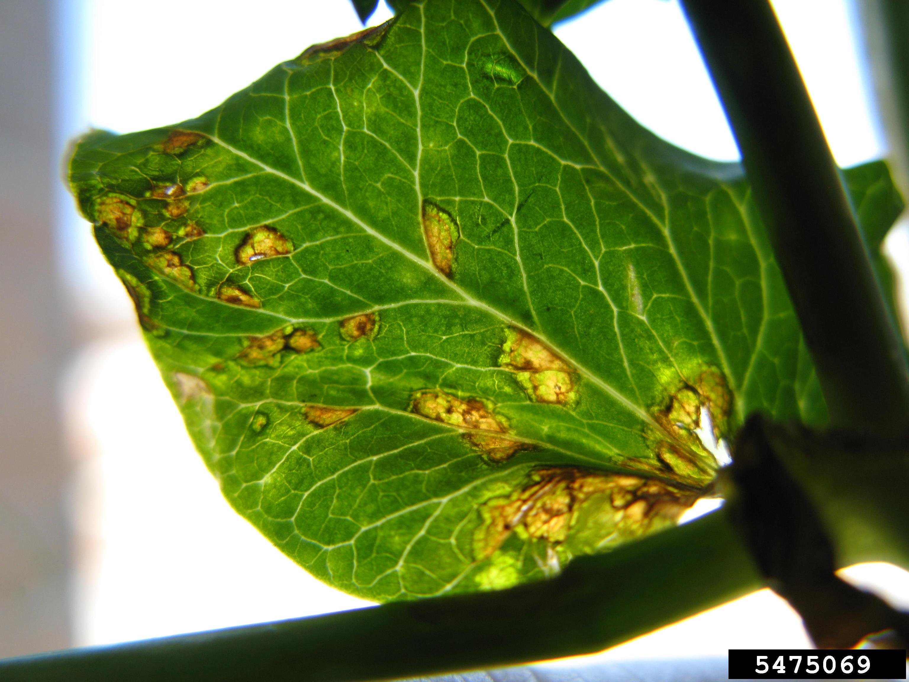 Wando Pea leaf identification view
