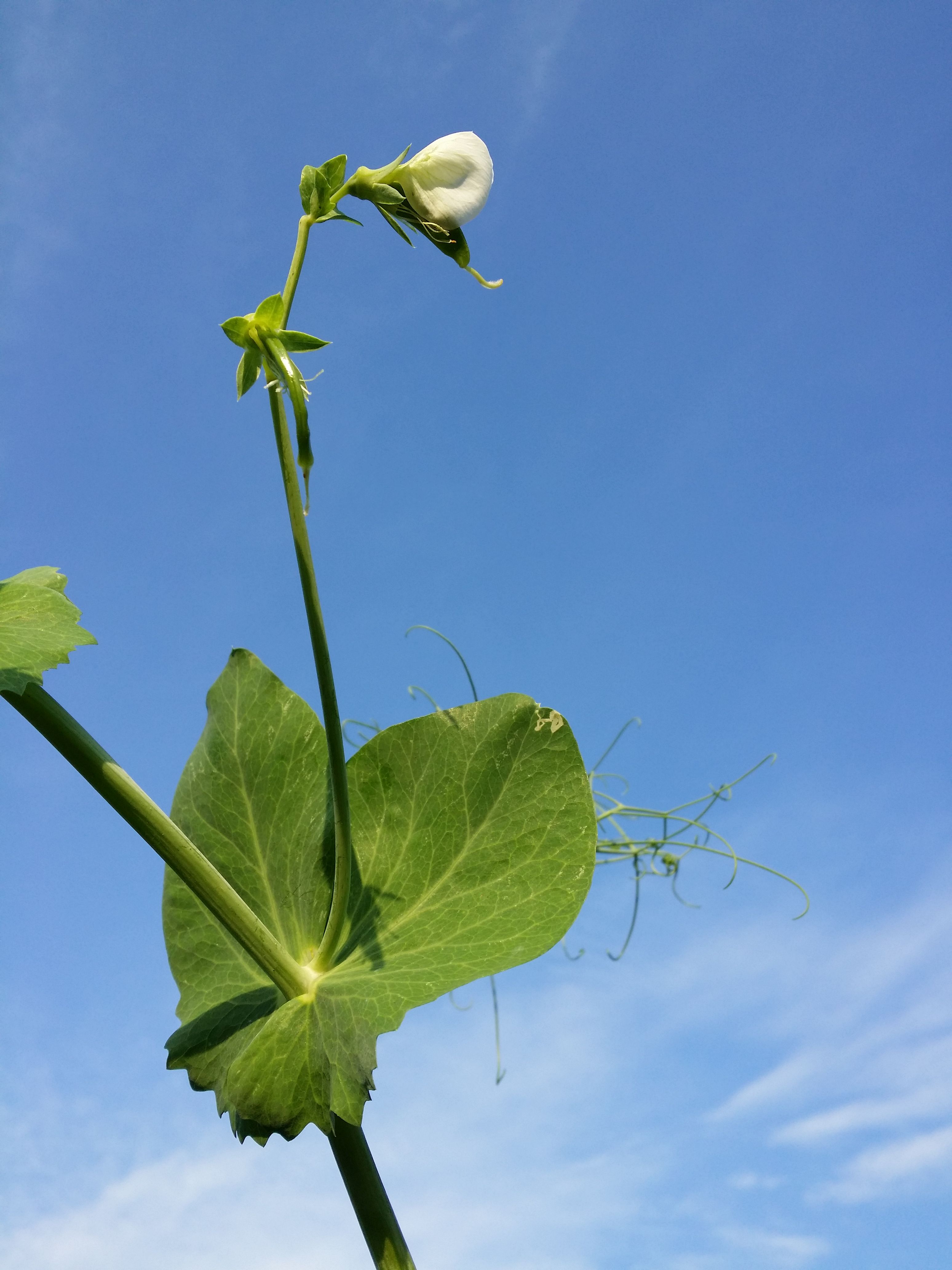 Wando Pea stem identification view