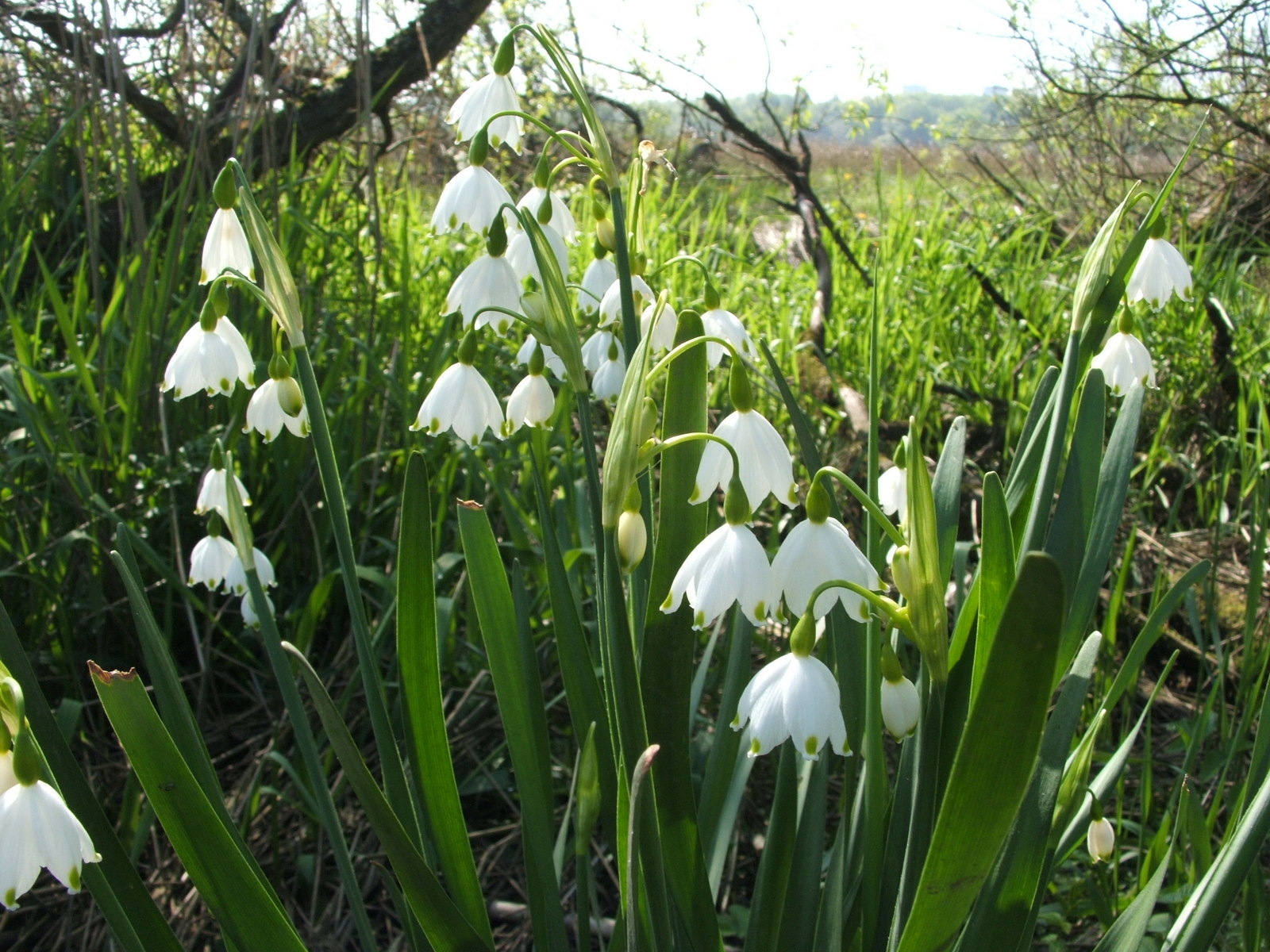 Summer snowflake flower identification view