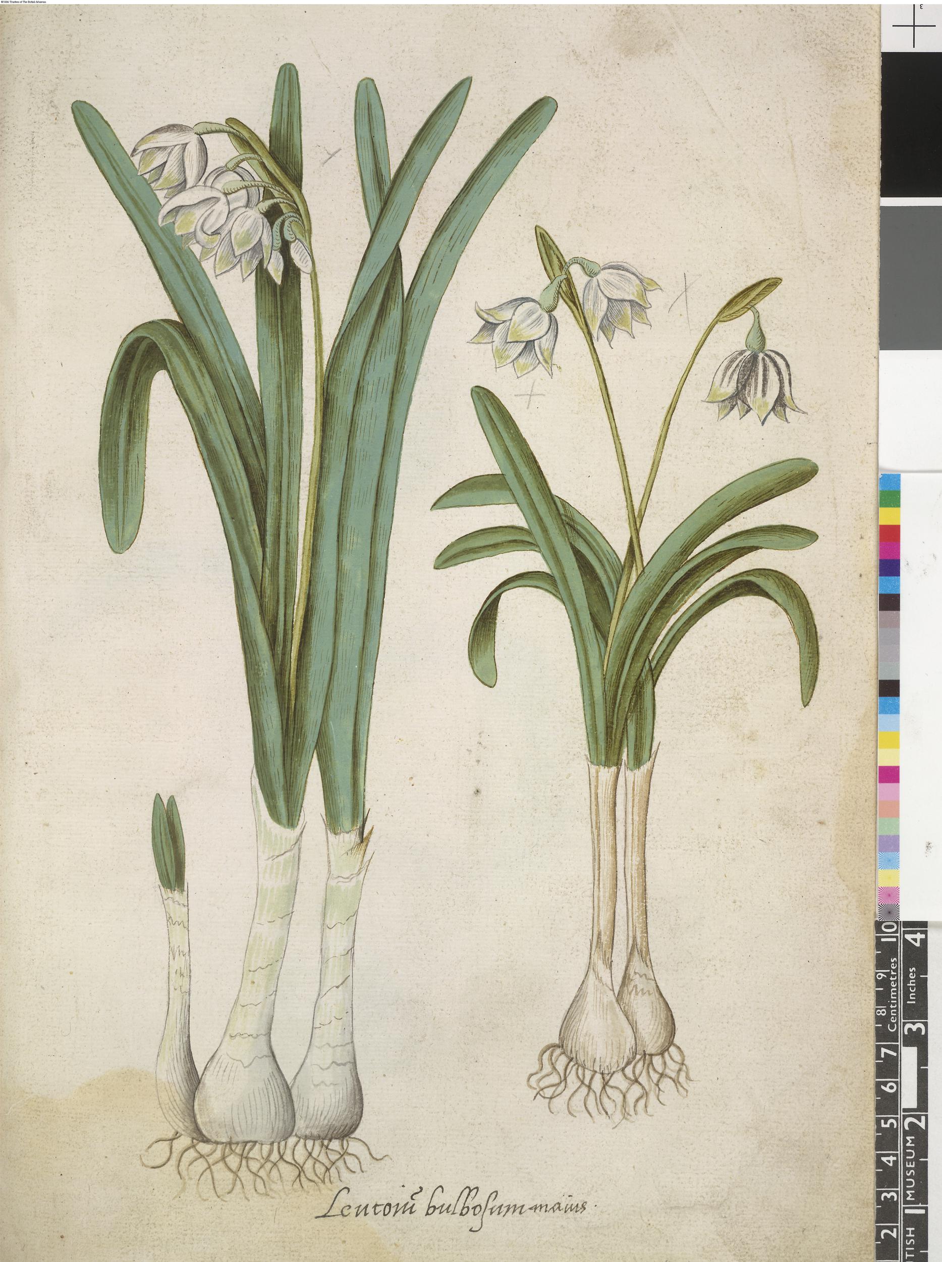 Summer snowflake leaf identification view