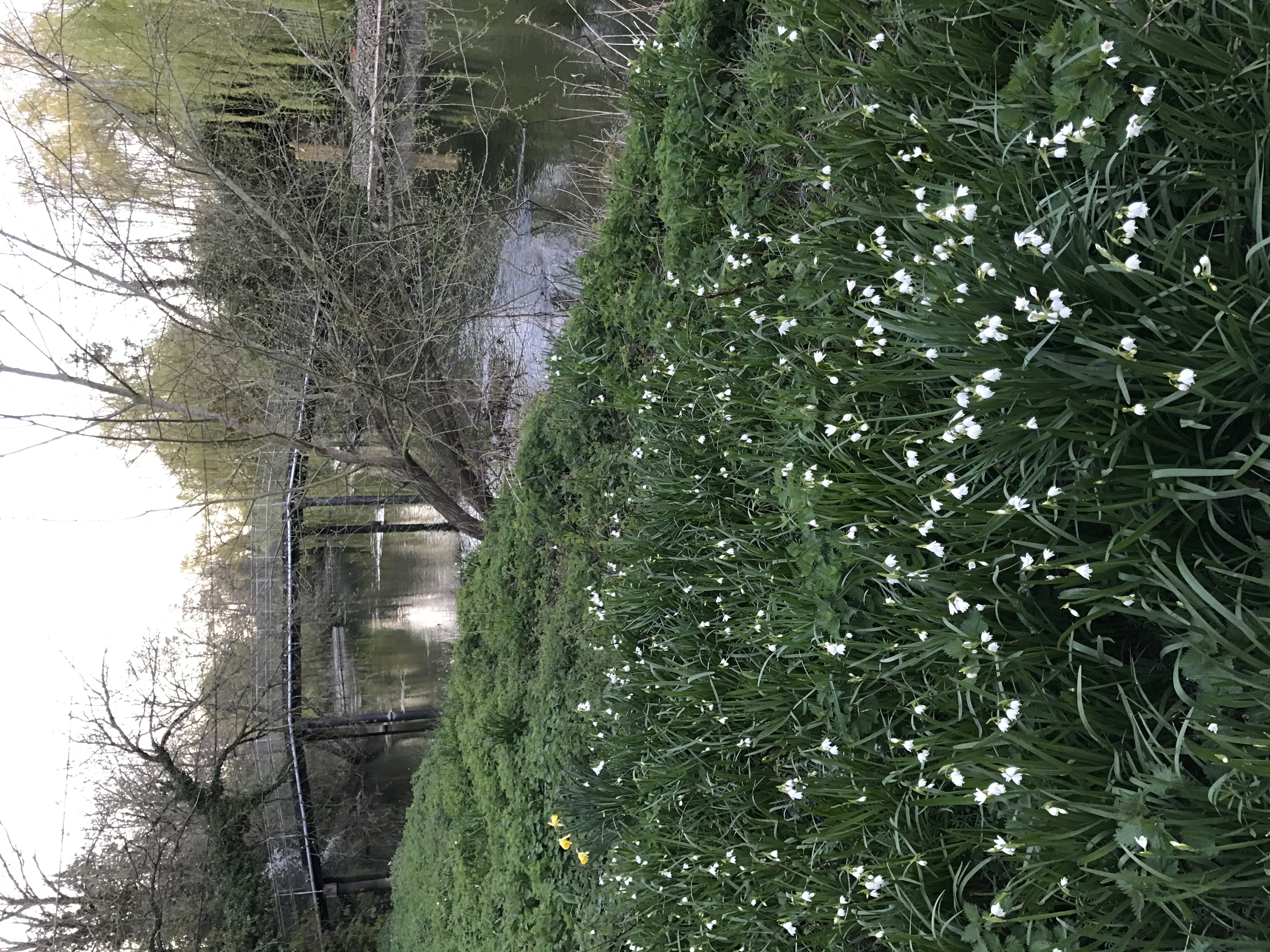 Summer snowflake plant identification view