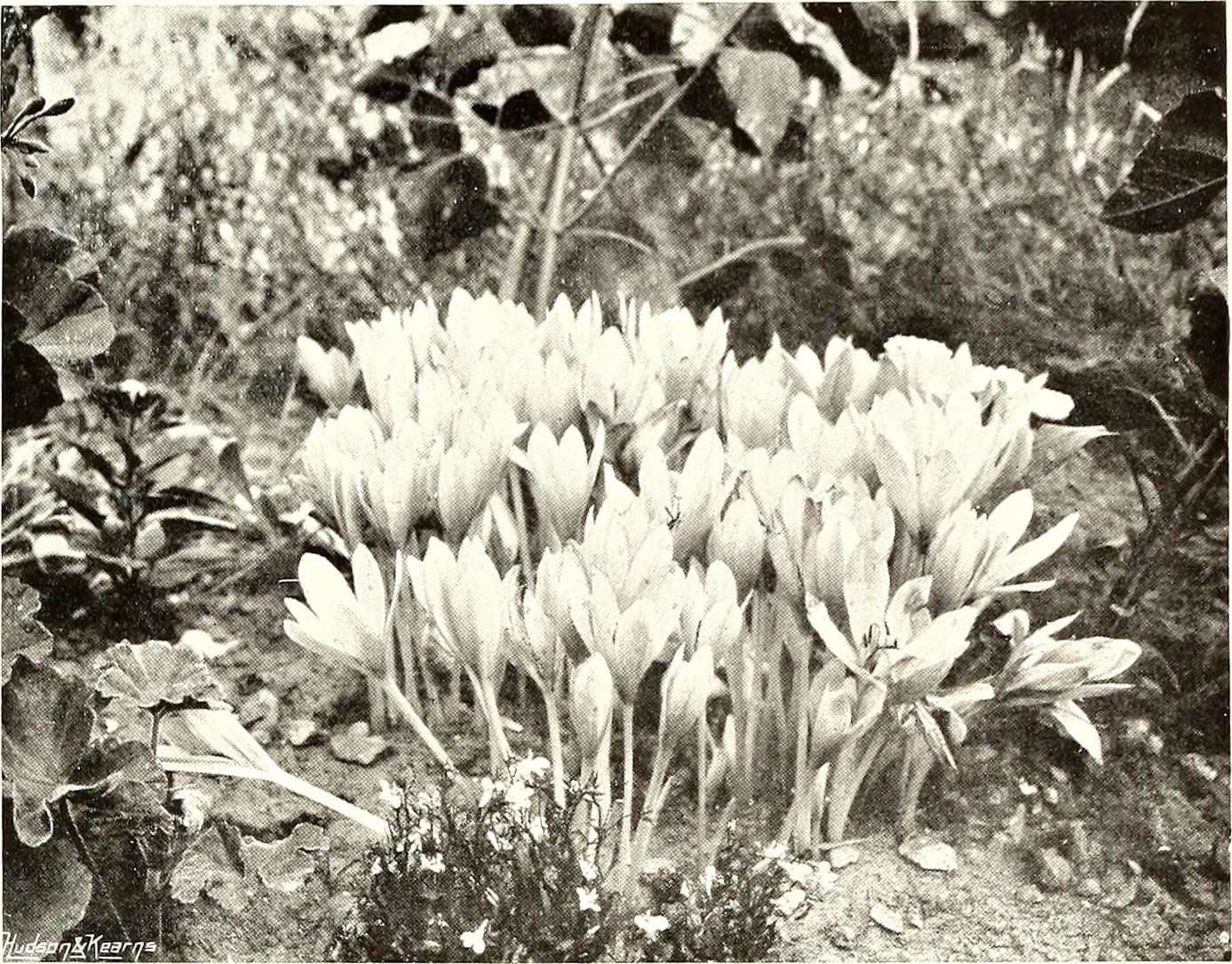 Summer snowflake stem identification view