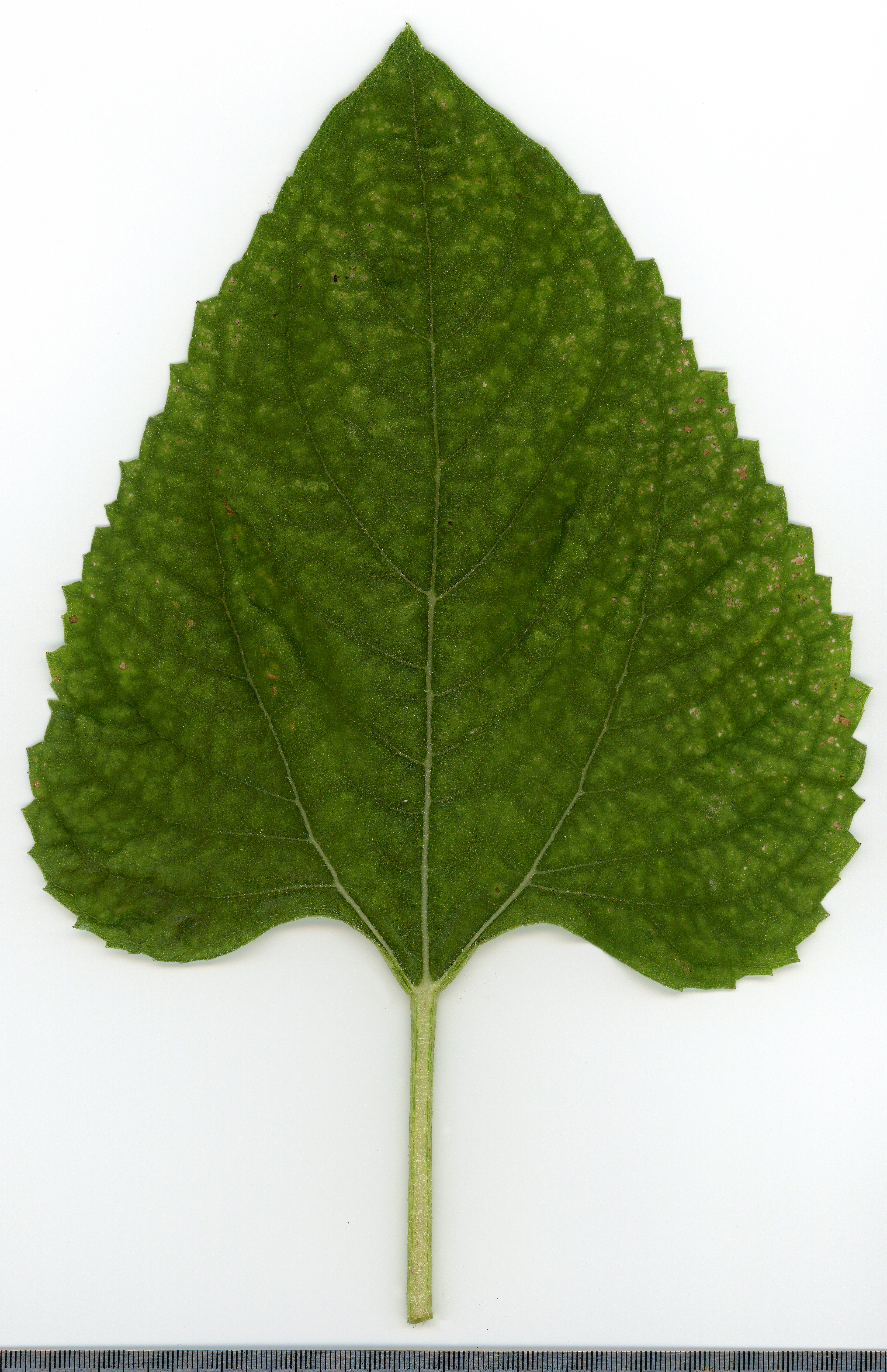 Sunflower leaf identification view