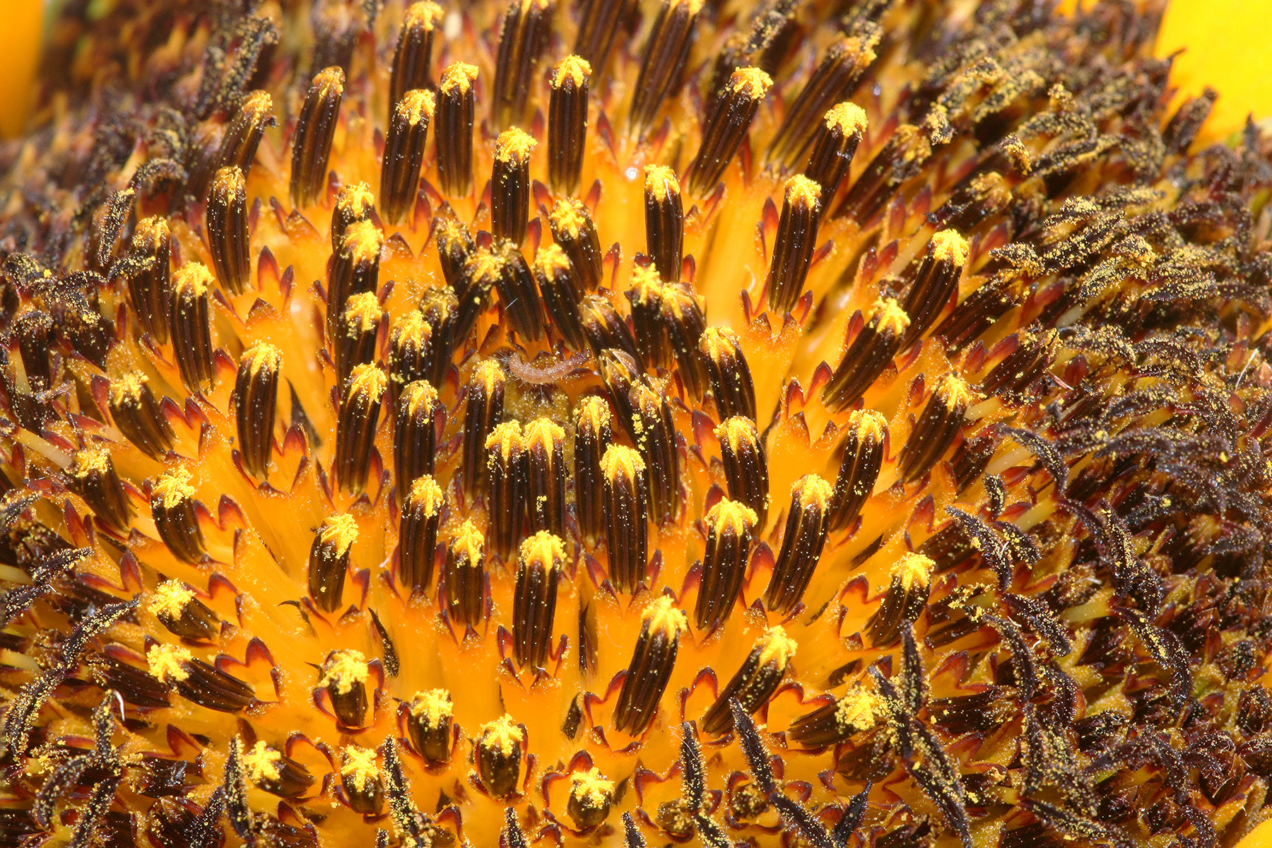 Sunflower plant identification view