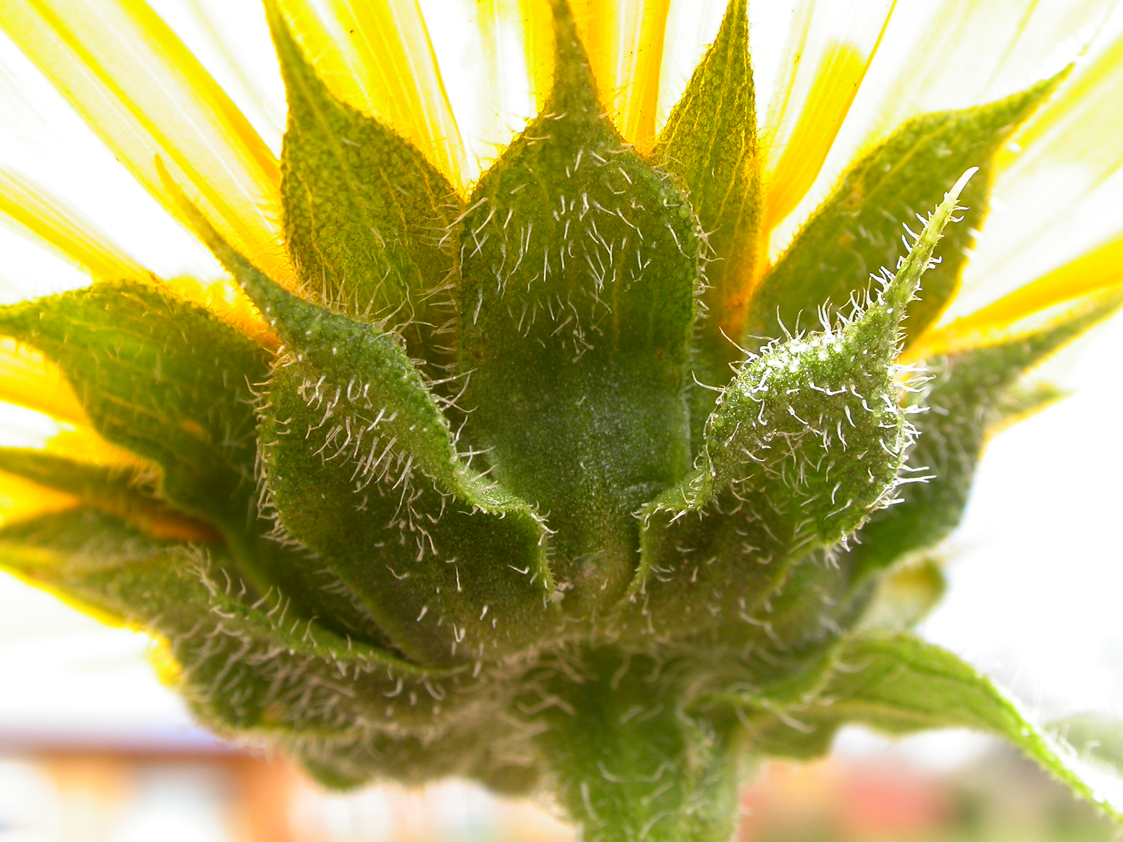 Sunflower stem identification view