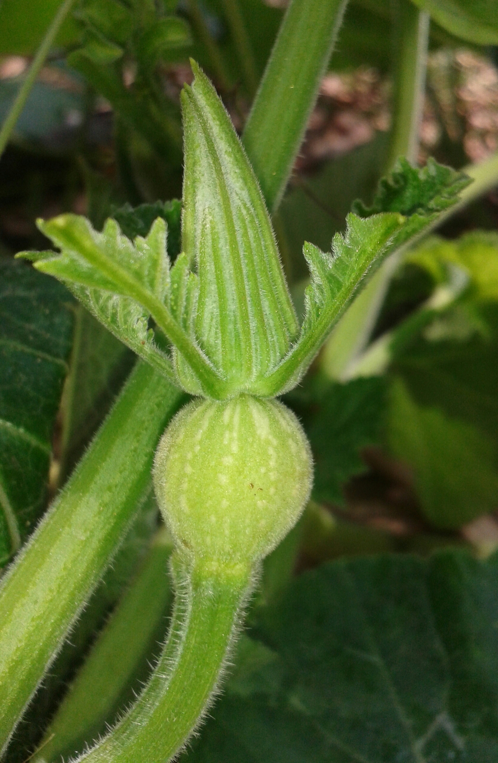 Triamble Pumpkin flower identification view