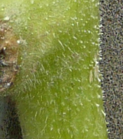 Triamble Pumpkin stem identification view