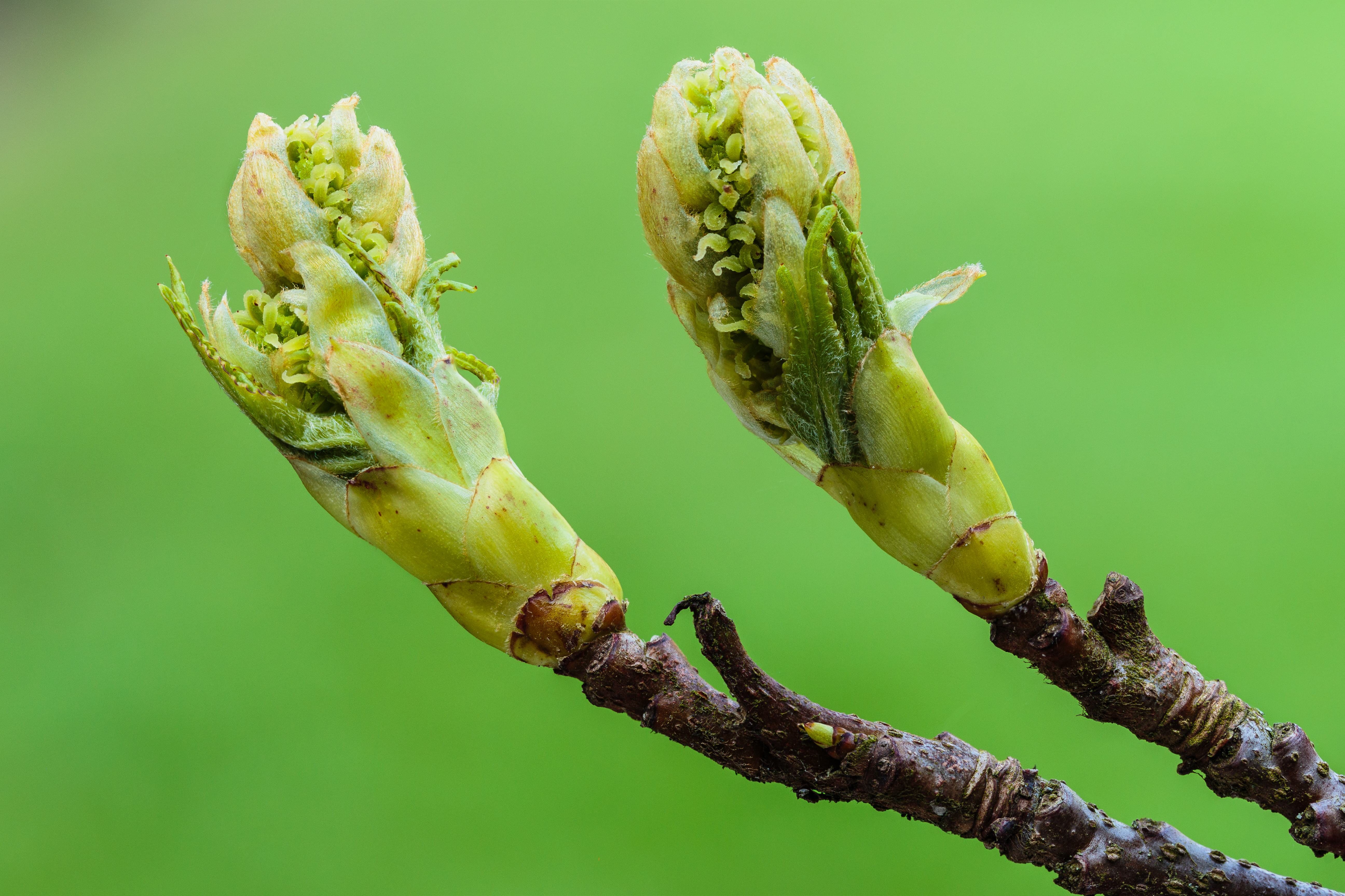 Sweetgum flower identification view