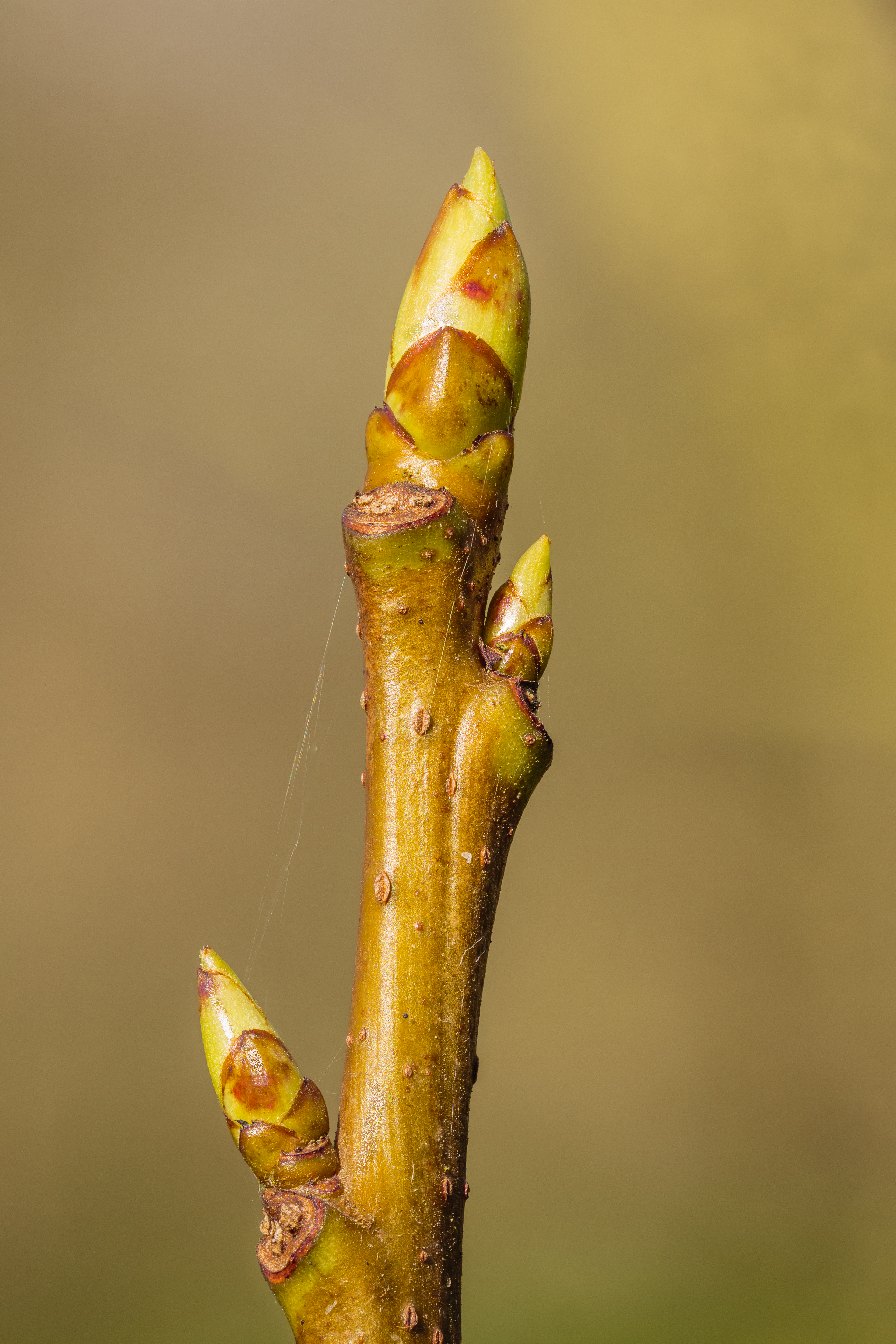 Sweetgum leaf identification view