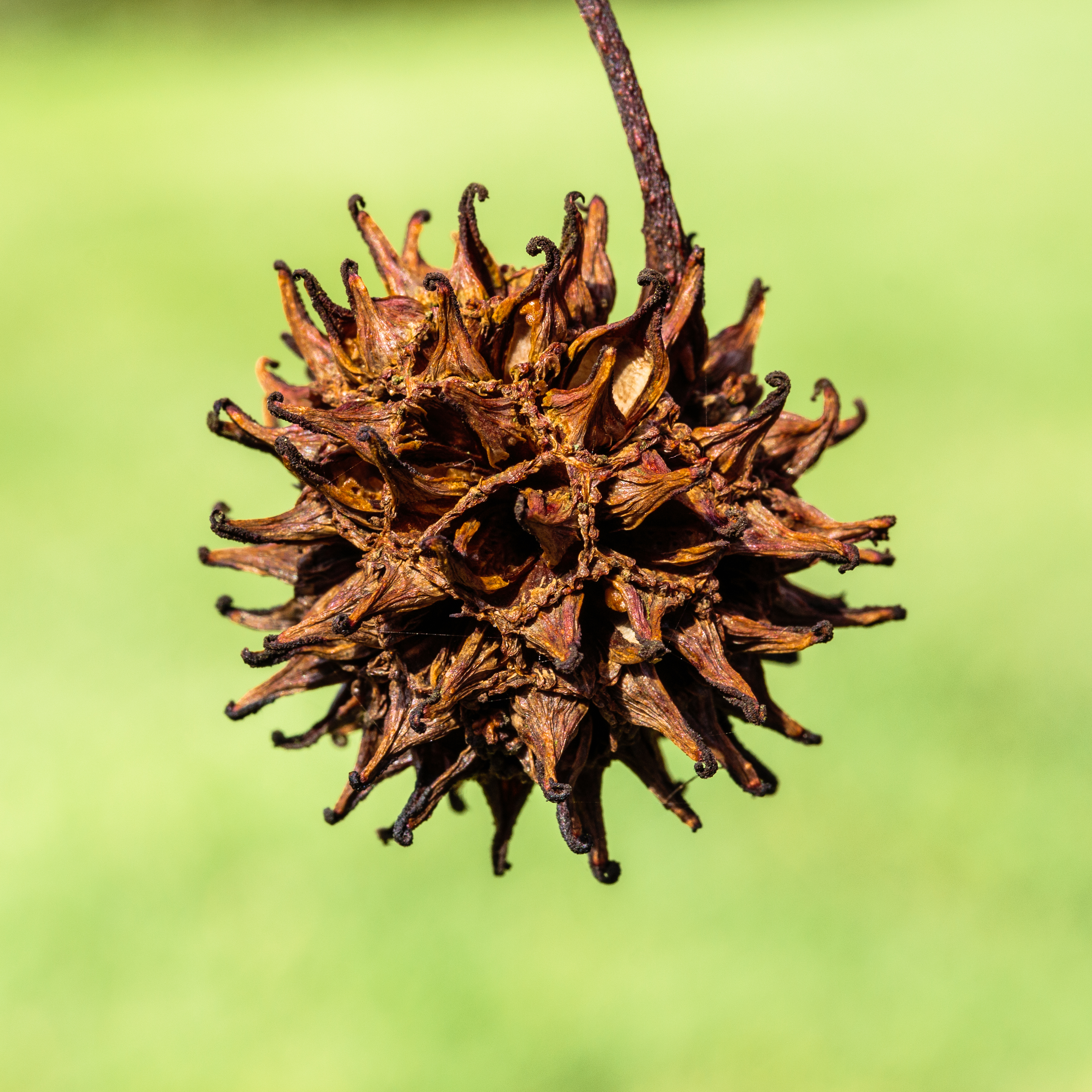 Sweetgum plant identification view