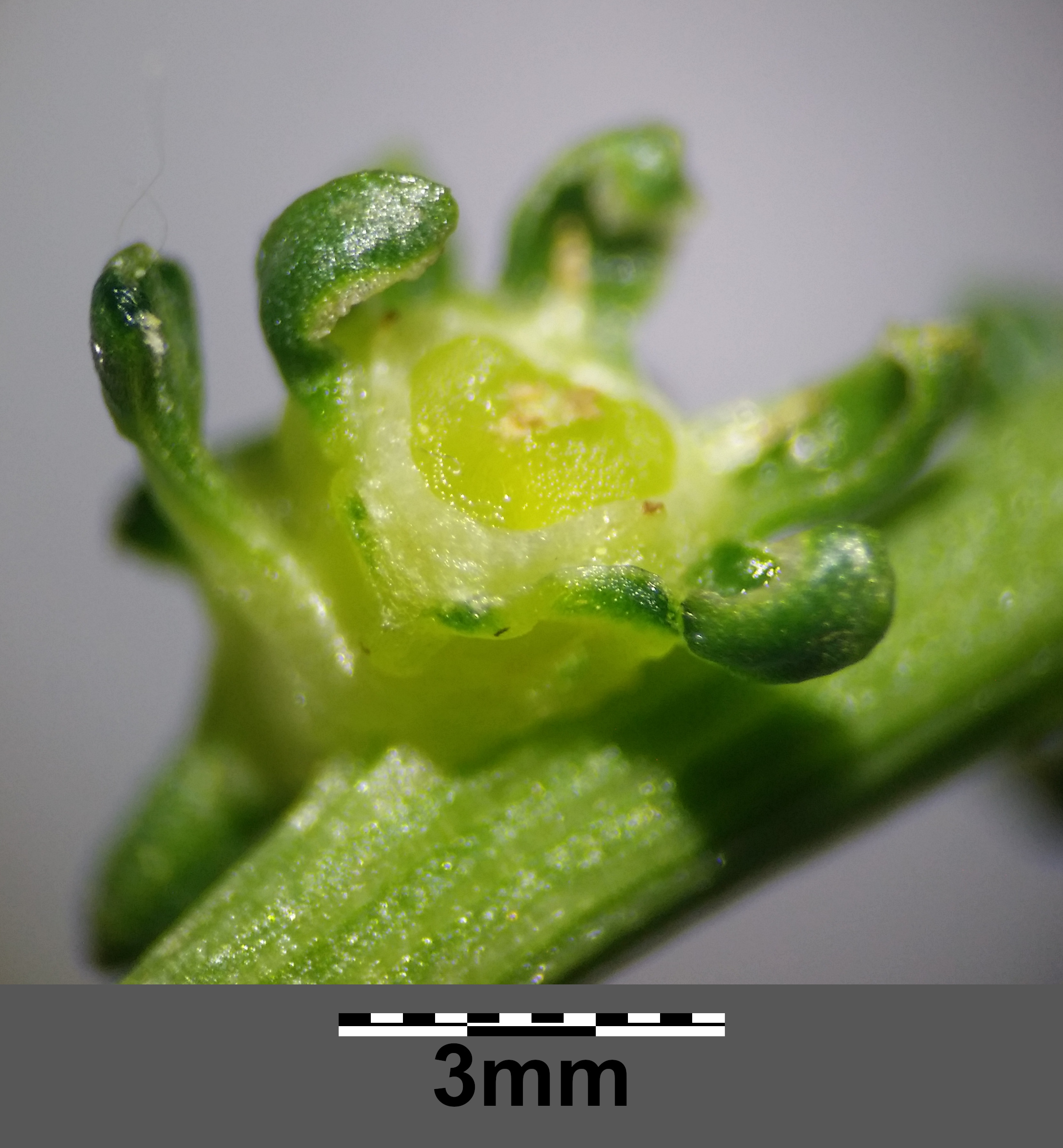 Swiss Chard flower identification view