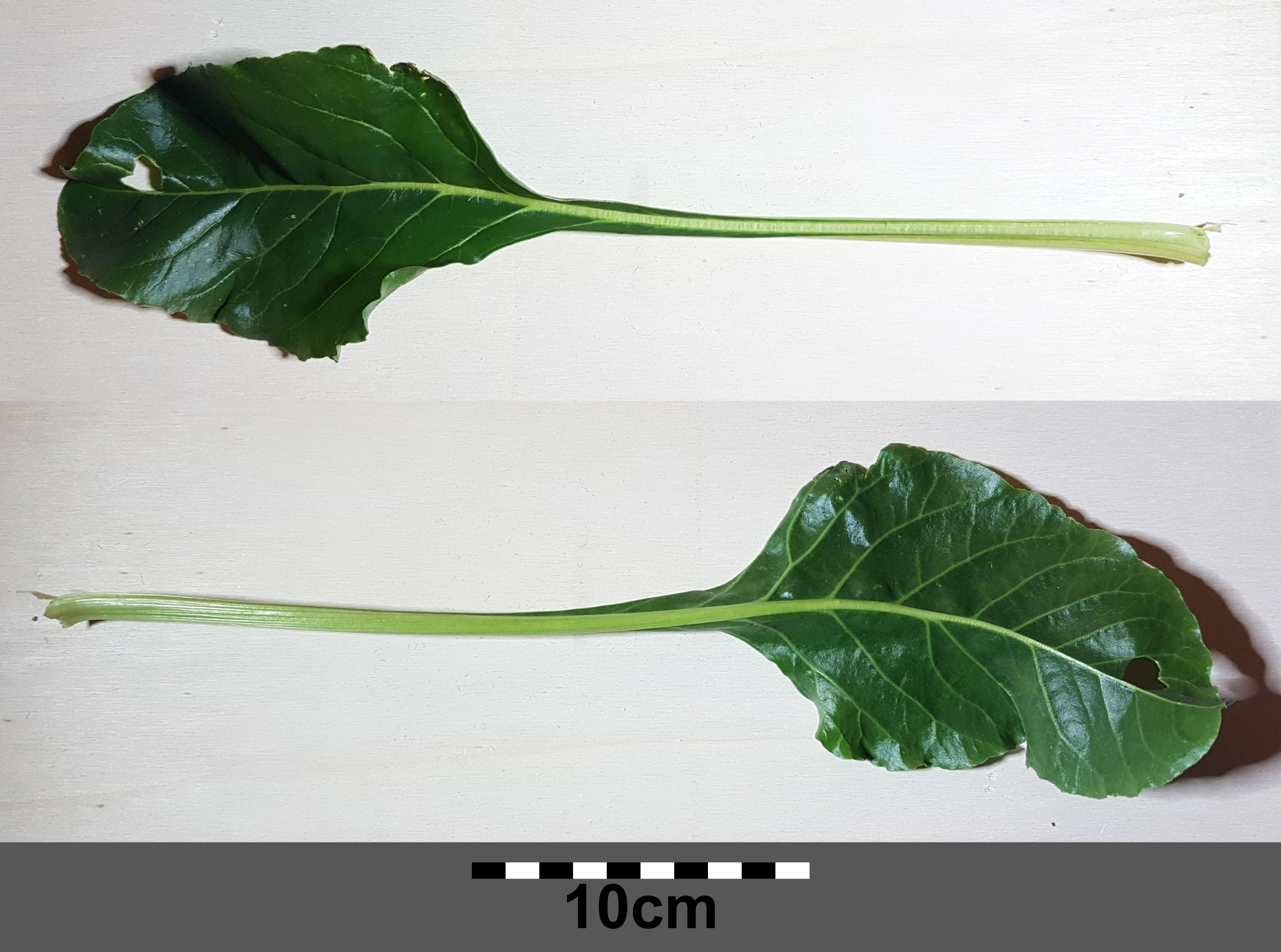 Swiss Chard leaf identification view