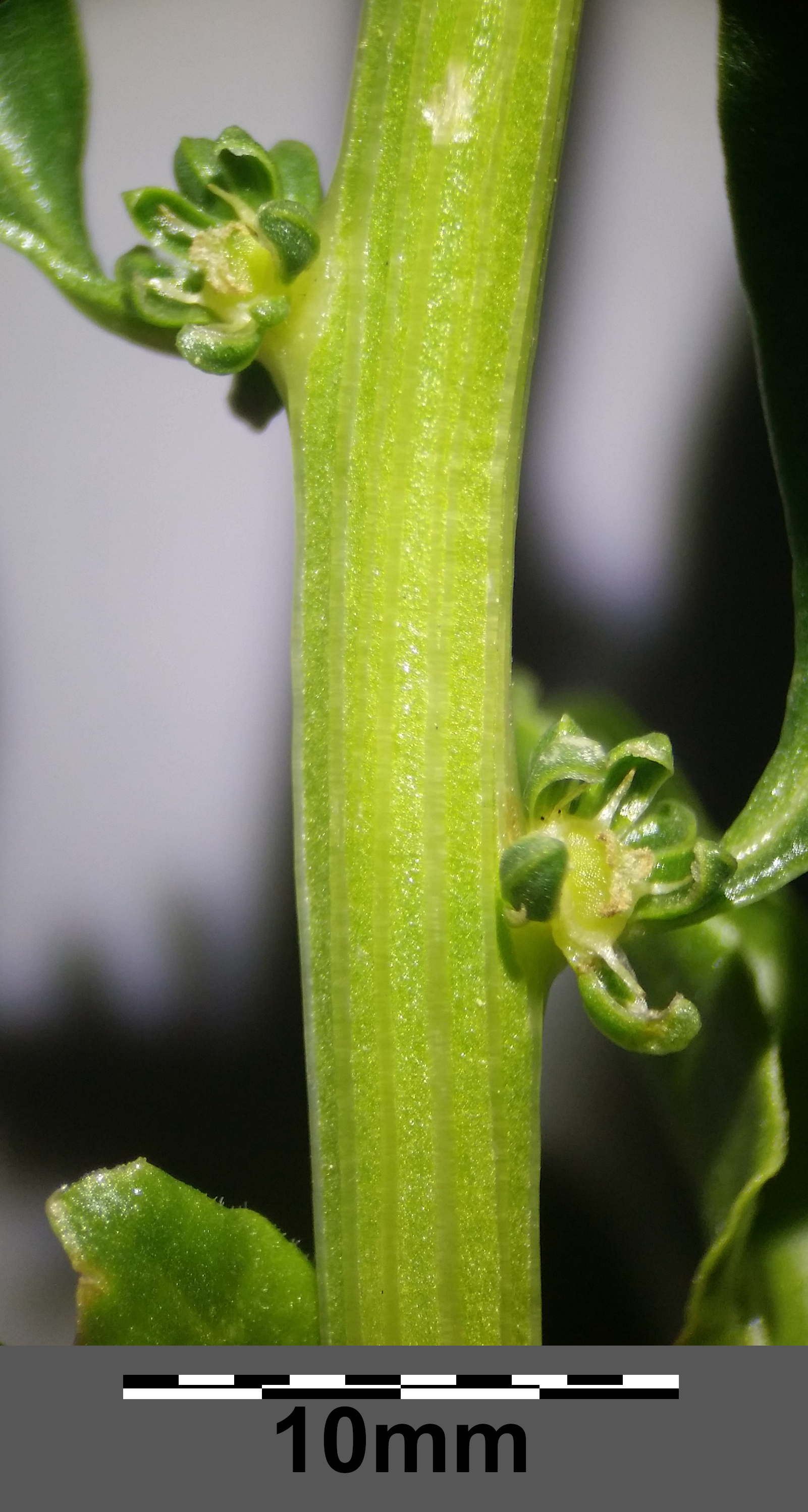 Swiss Chard stem identification view