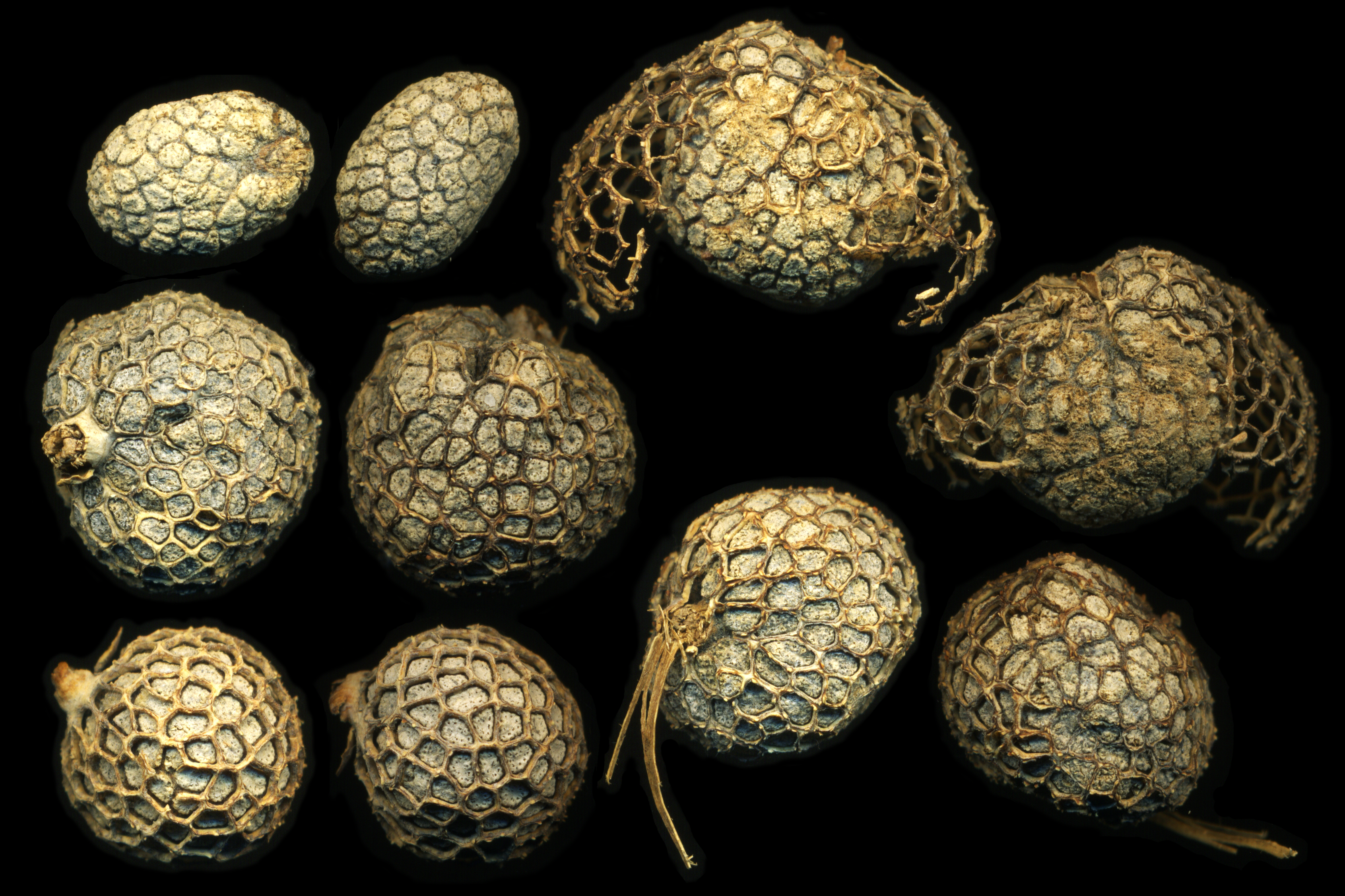 American Sycamore fruit identification view