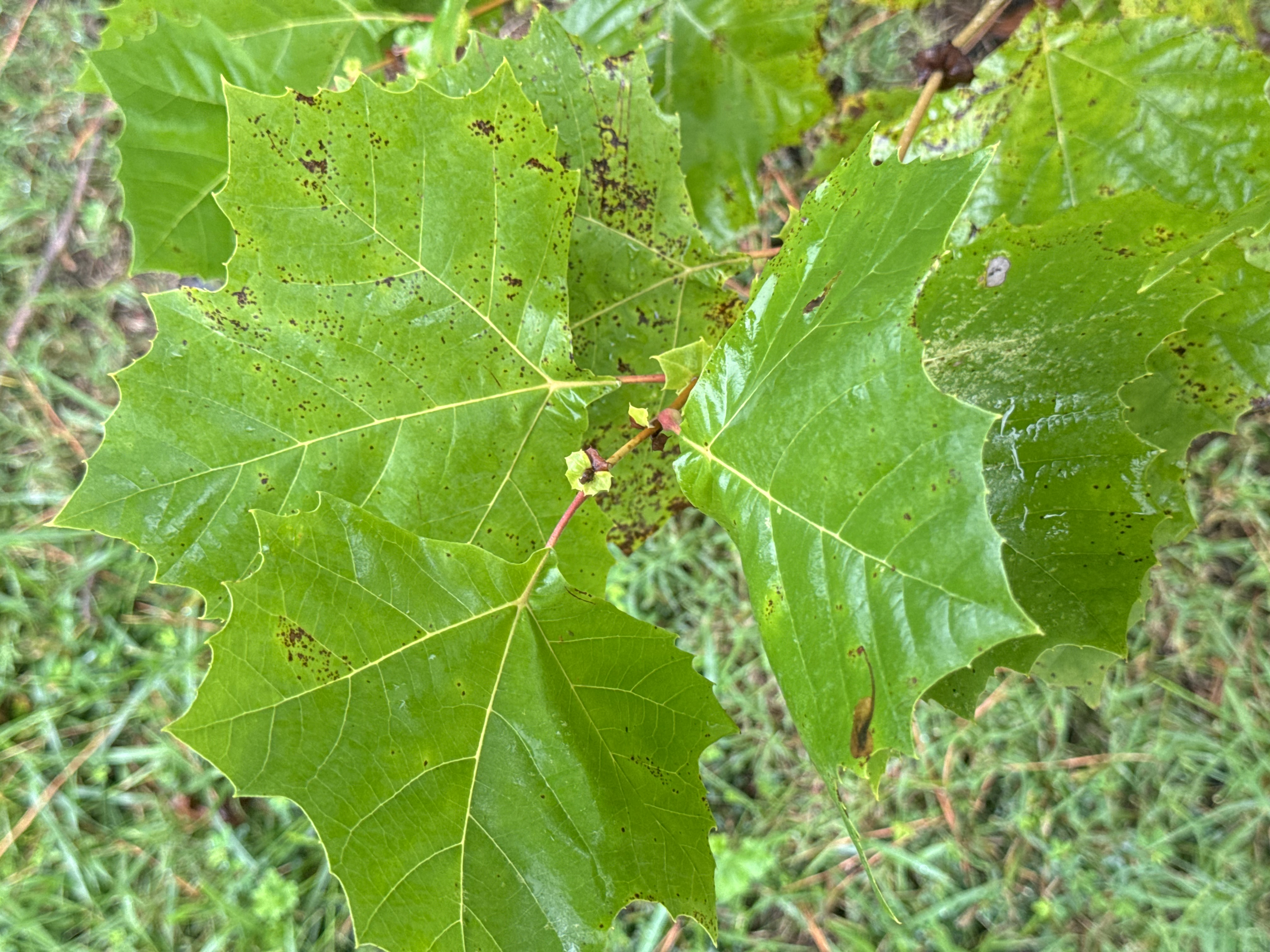 American Sycamore leaf identification view