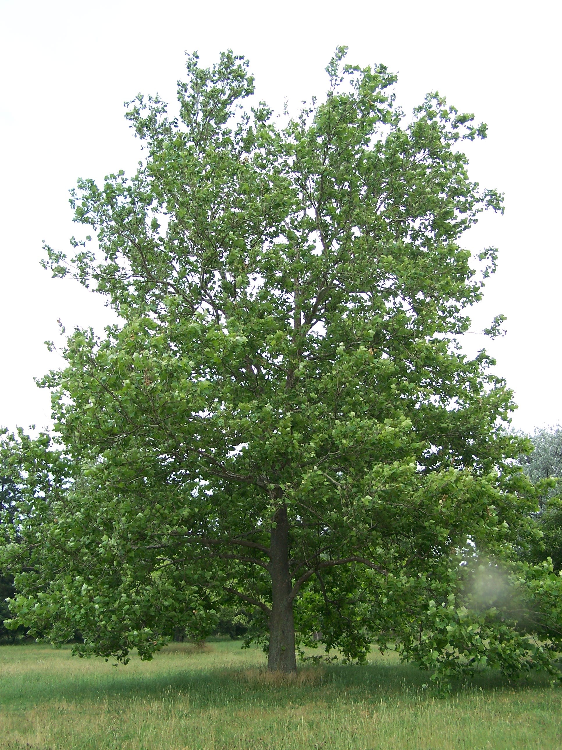 American Sycamore plant identification view