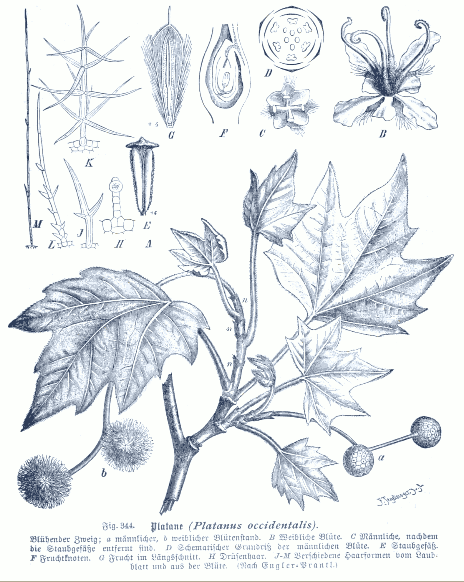 American Sycamore stem identification view
