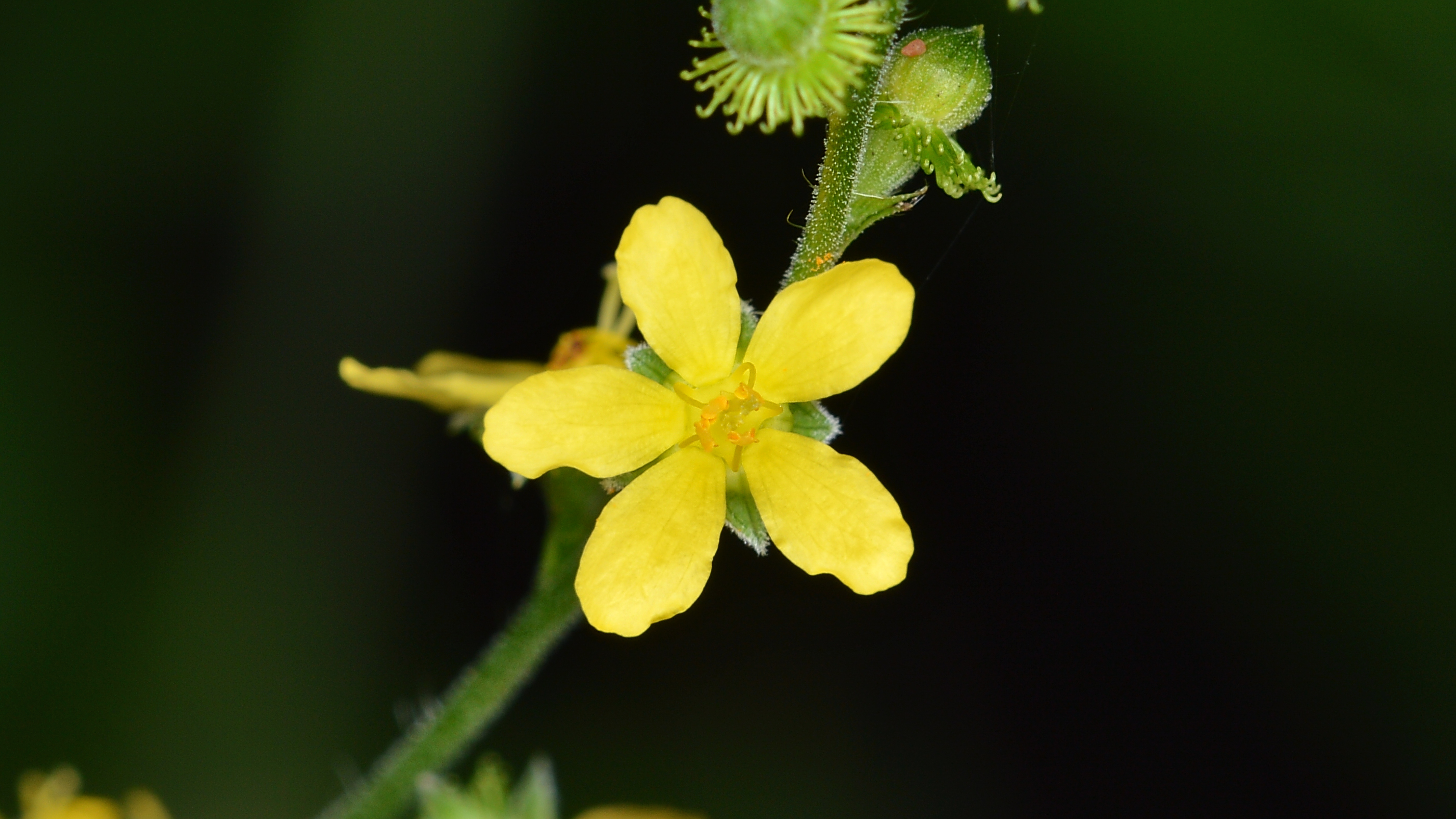 tall hairy agrimony flower identification view