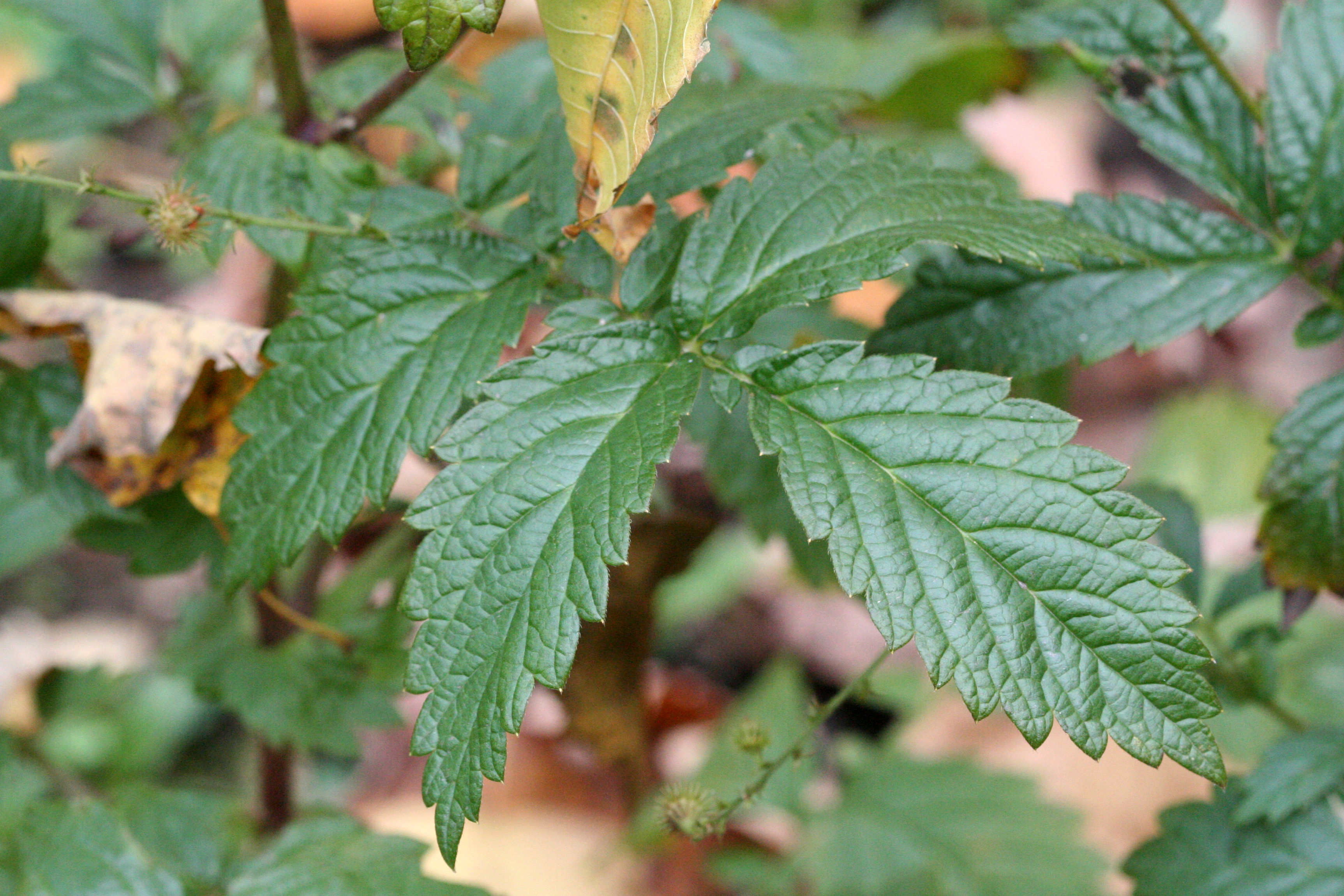 tall hairy agrimony fruit identification view