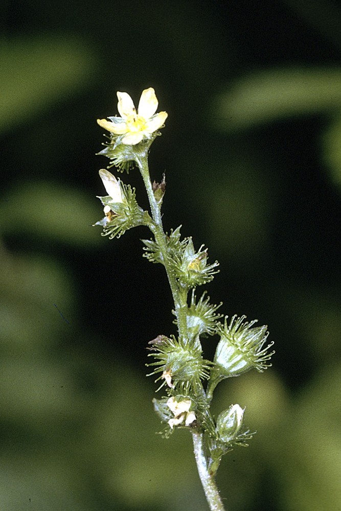 tall hairy agrimony plant identification view