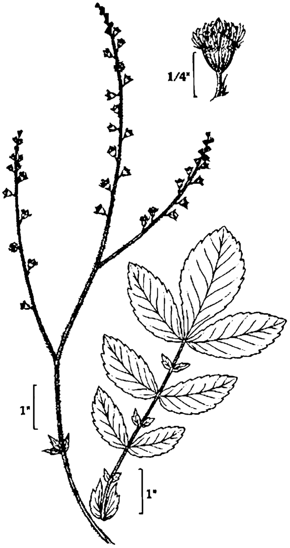 tall hairy agrimony stem identification view